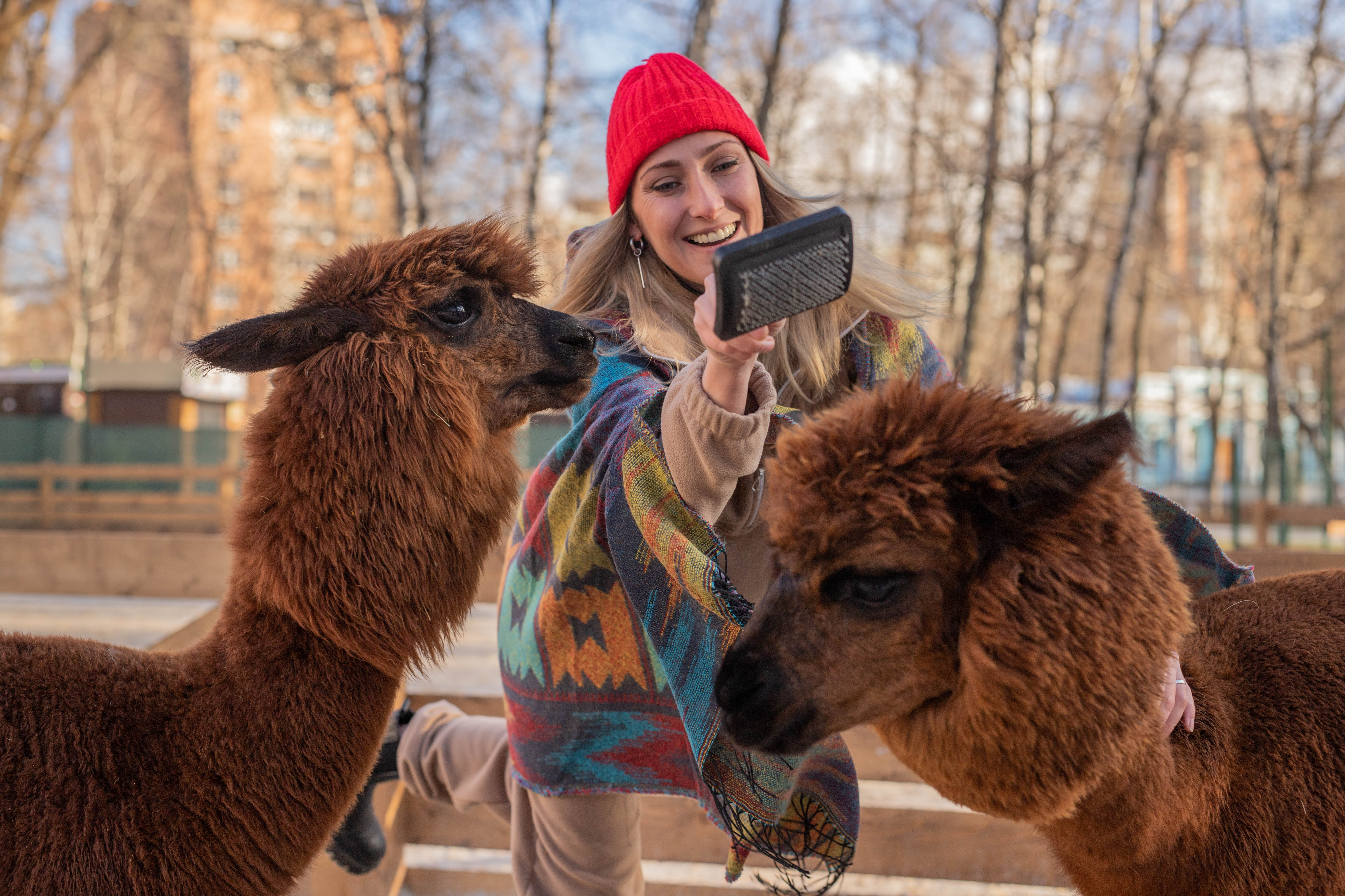 

Билеты на Бьюти-утро с альпаками (Парк альпак «Пача мама»)