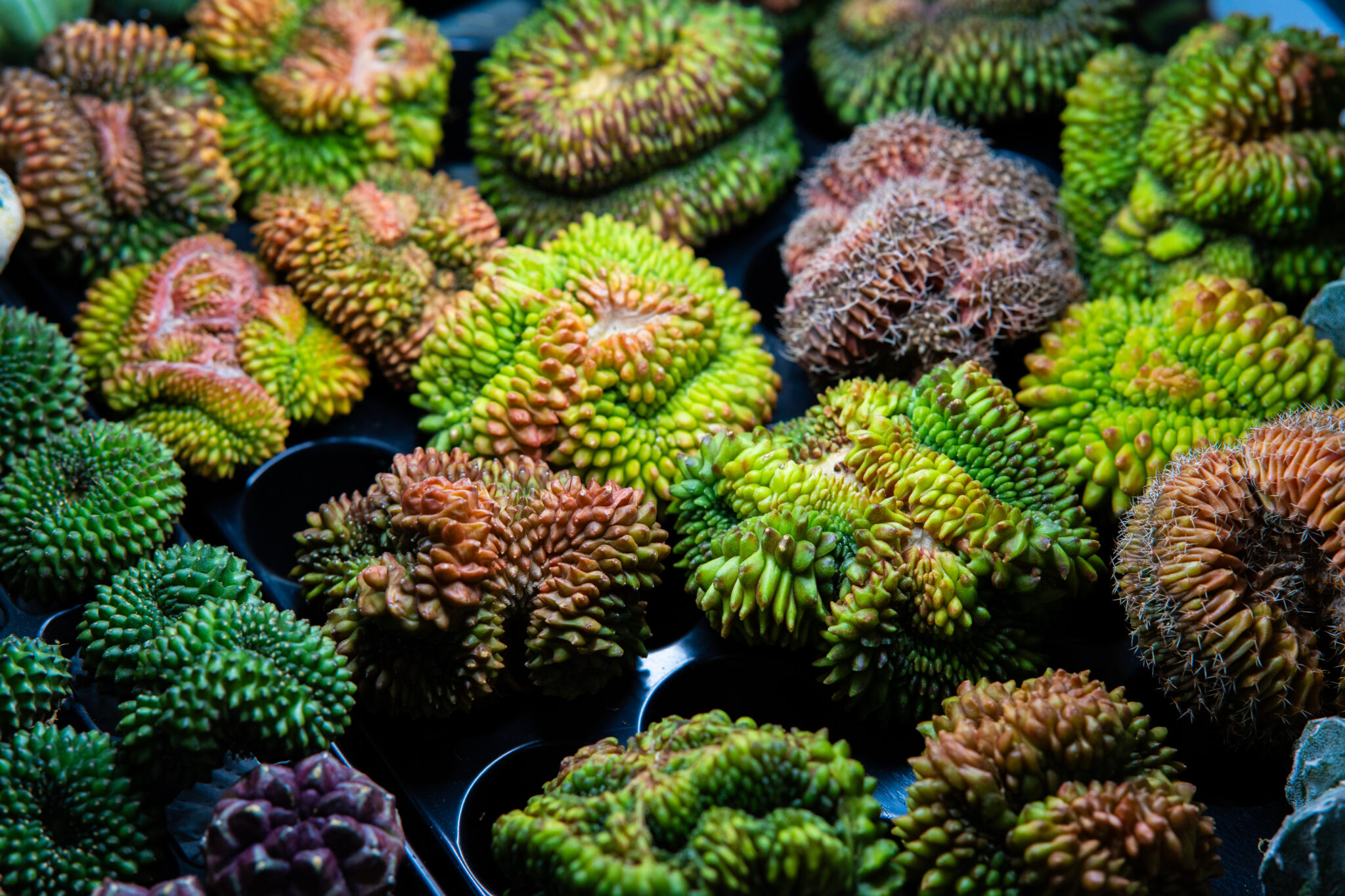 

Билеты на Flora Fest (Севкабель Порт)