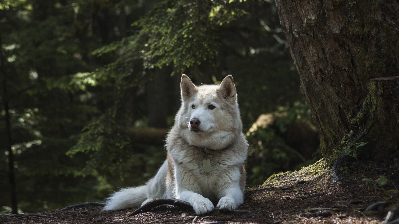 

Билеты на Карельские хаски и Мраморный мир (Улица Казанская, 2)