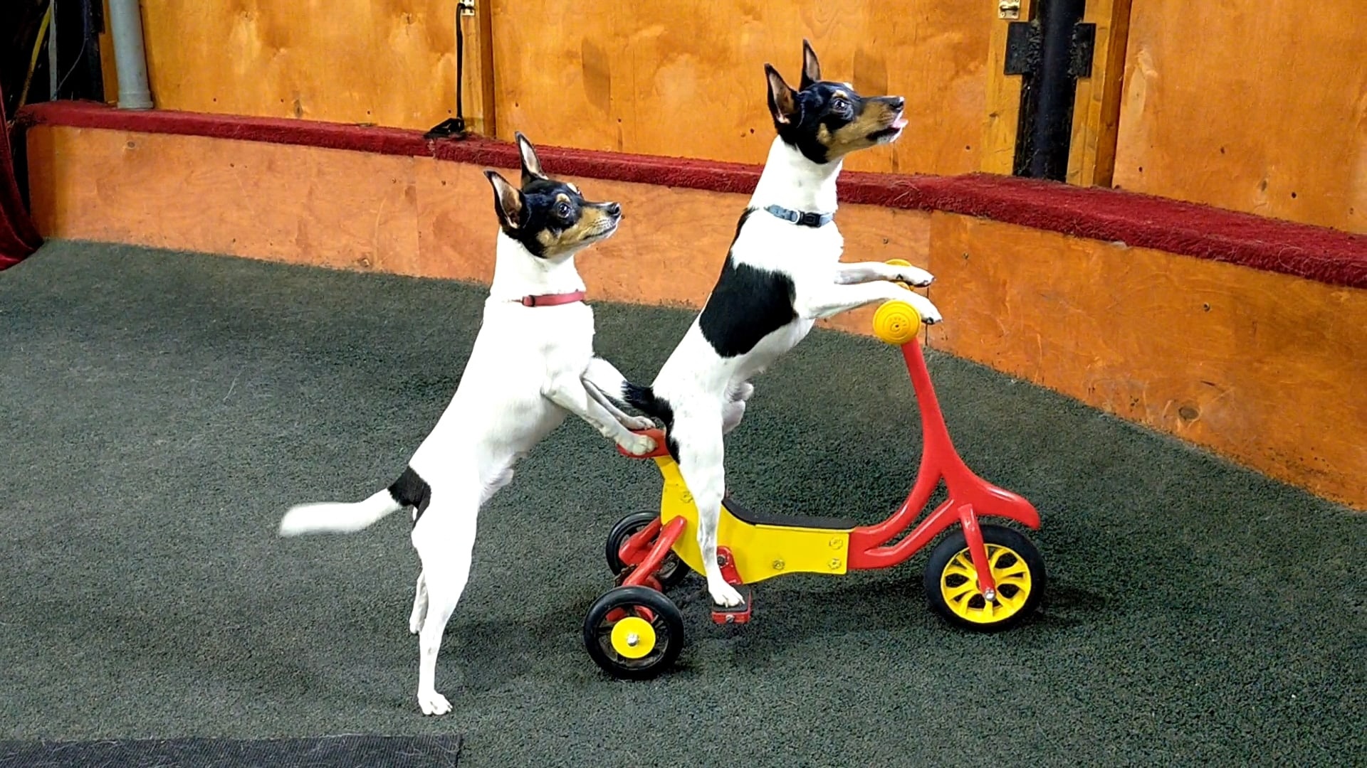 

Билеты на Огромный собачий секрет (Цирк)