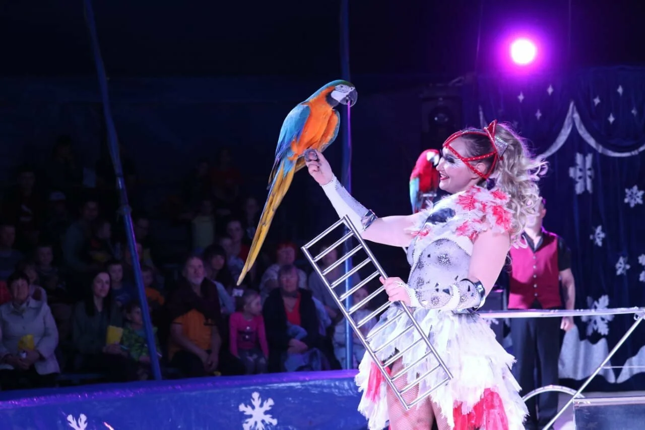 

Билеты на Цирк на льду (Цирк-шапито на льду Grand Safari)