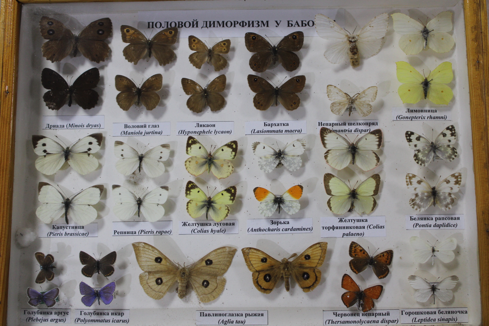 

Билеты на Мал, да удал (Историко-краеведческий музей)