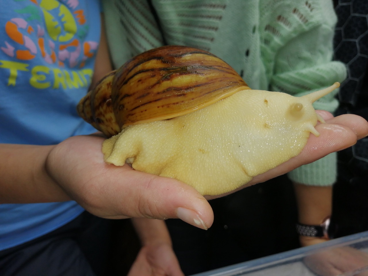 

Билеты на Гастротур на улиточную ферму (Парковка отеля «Восток»)