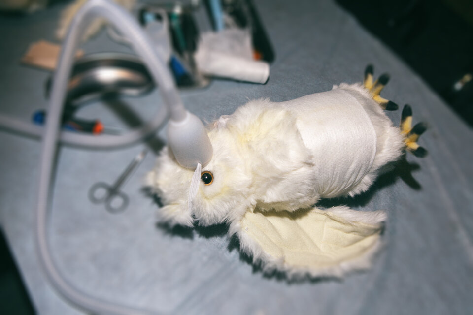 Ветеринария