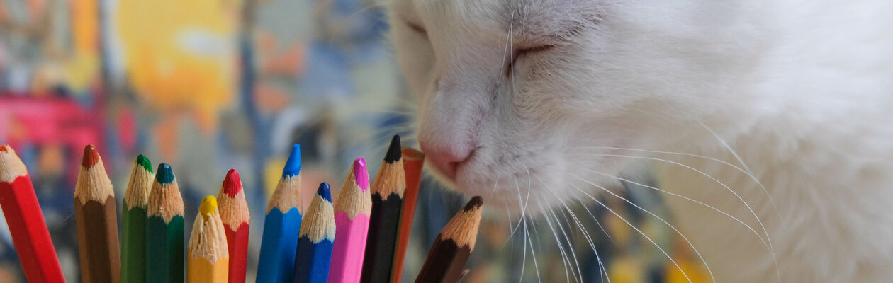 Кошачья вселенная