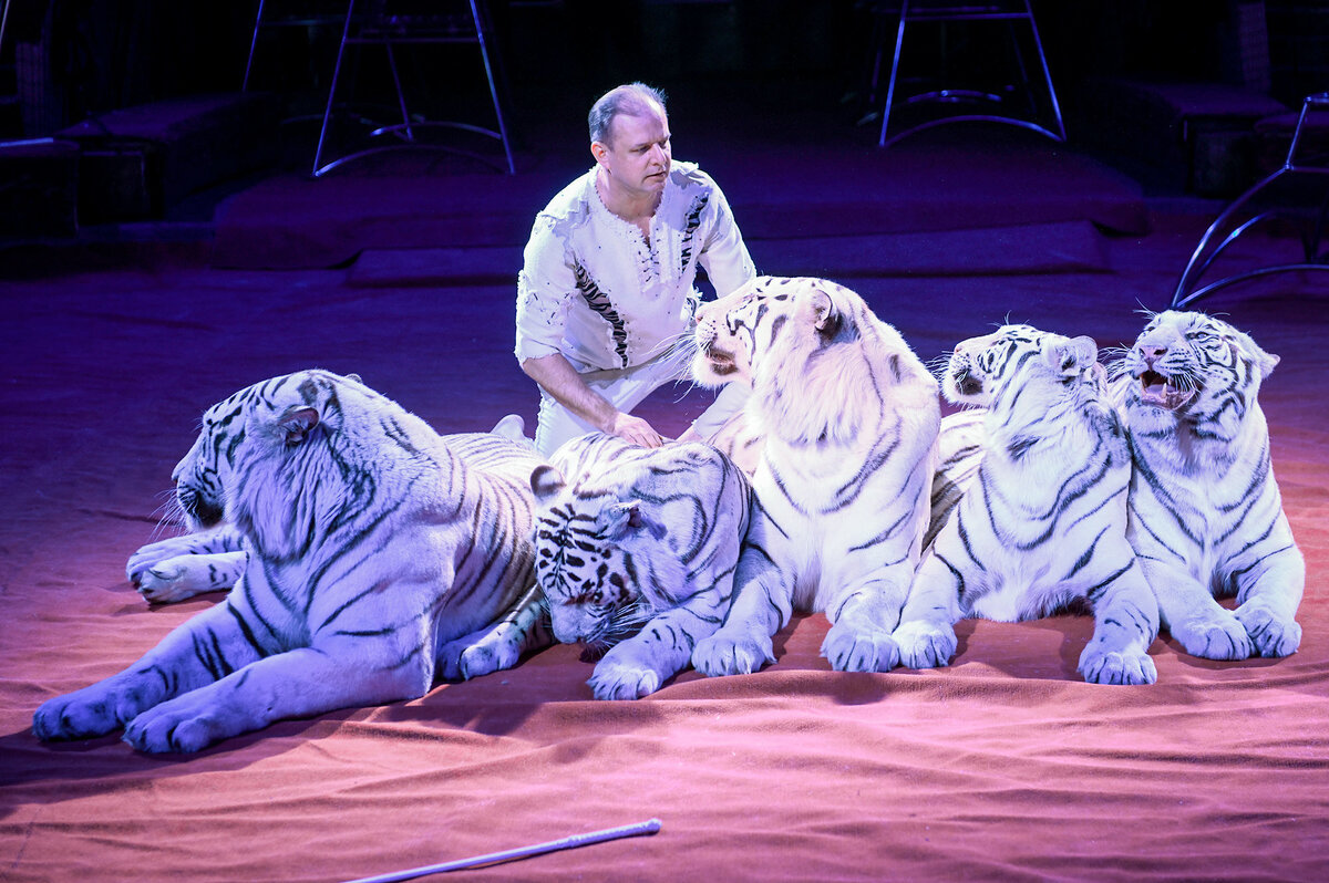 

Билеты на Цирк Vivat. Белые тигры (Цирк-шапито Vivat)