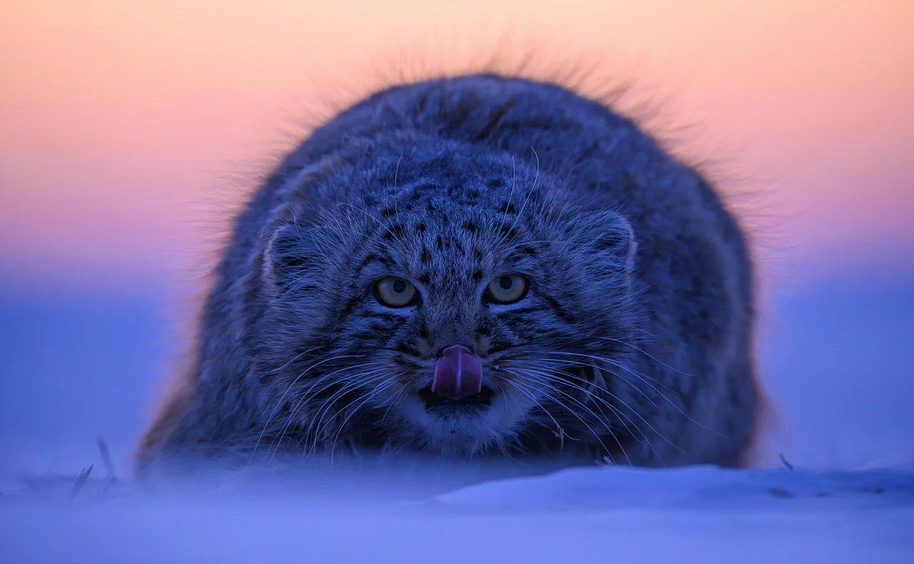 

Билеты на Золотая Черепаха (Новая Третьяковка. Западное крыло)
