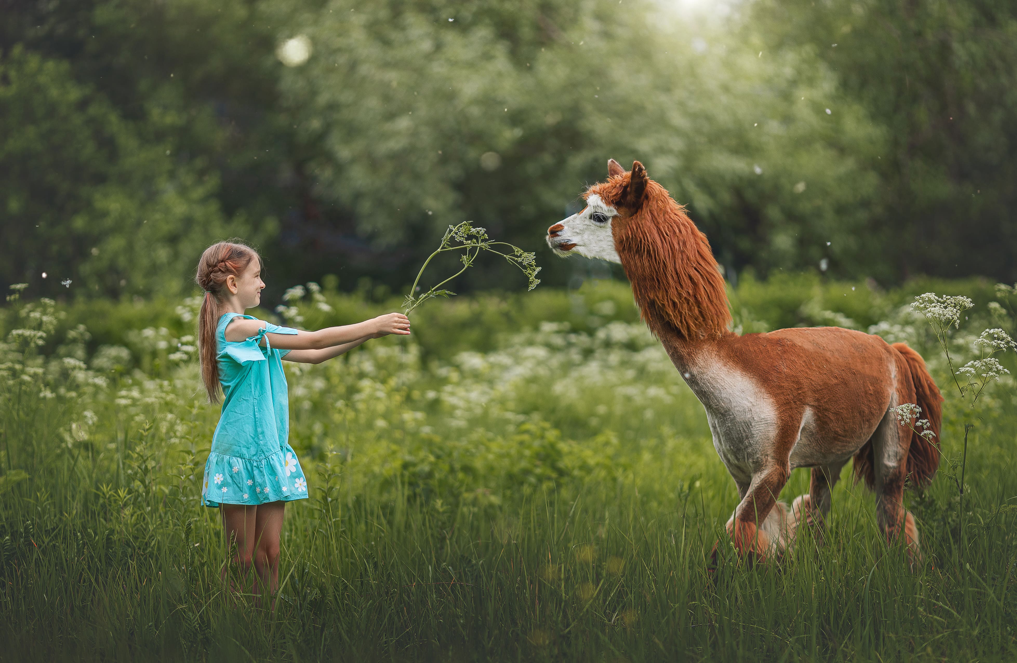 

Билеты на Альпака Парк (Альпака Парк)