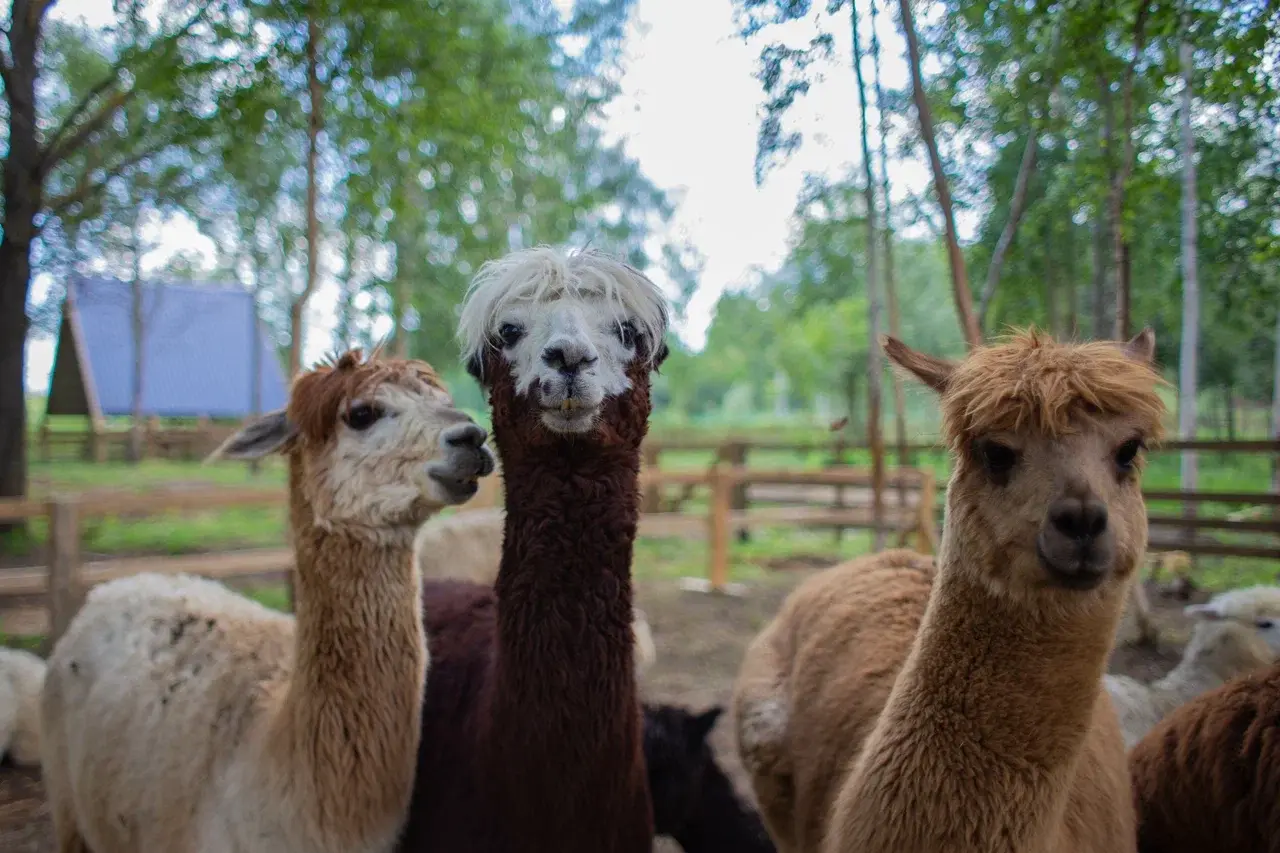 

Билеты на Экскурсия в выходные дни и праздники в парк альпак «Пача мама» (Парк альпак «Пача мама» (Верхний Бор))