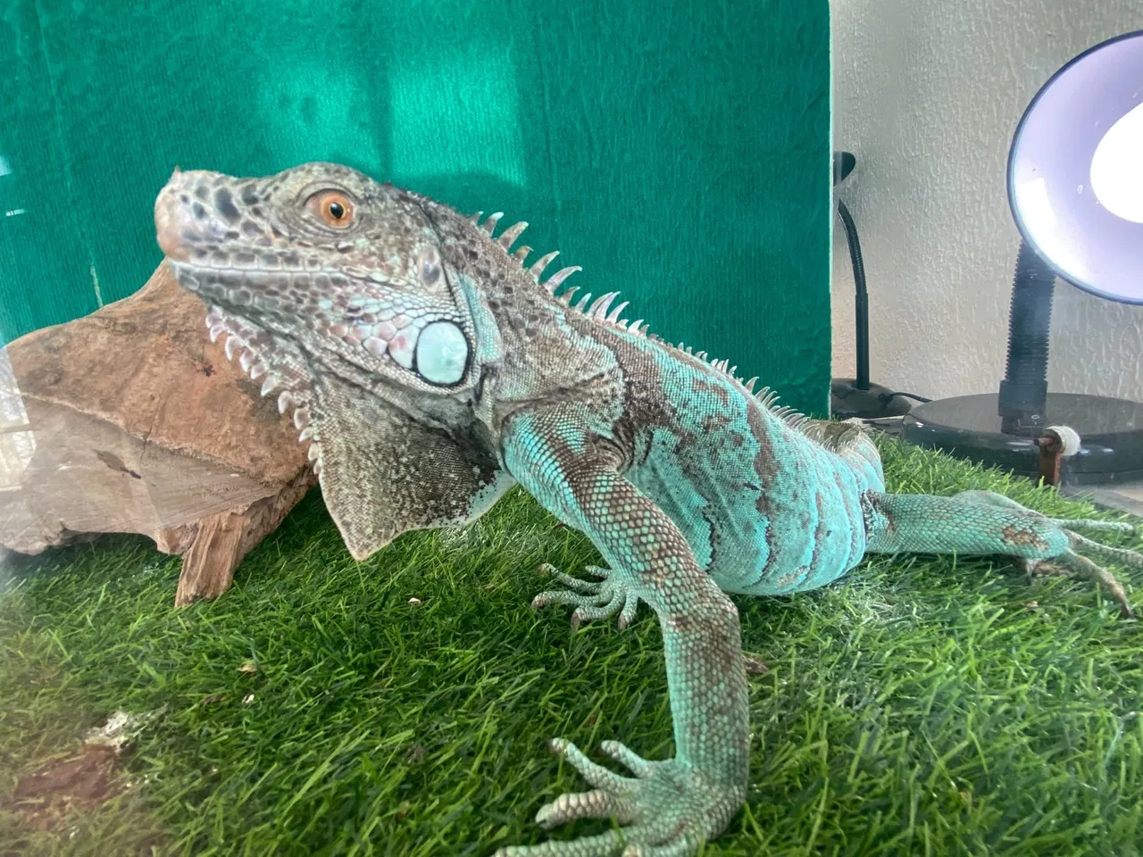 

Билеты на Фантастические твари (Аура)