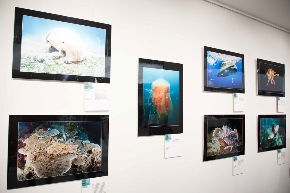 Дикий подводный мир