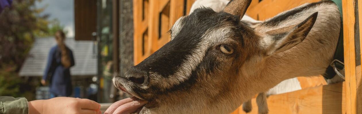 Городская ферма