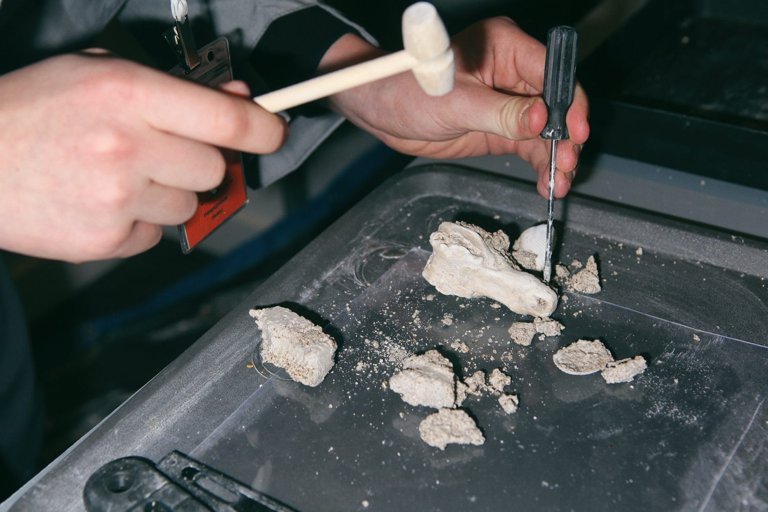 Афиша: Палеонтология. Научная программа для детей в Нижнем Новгороде 18 апреля 2026