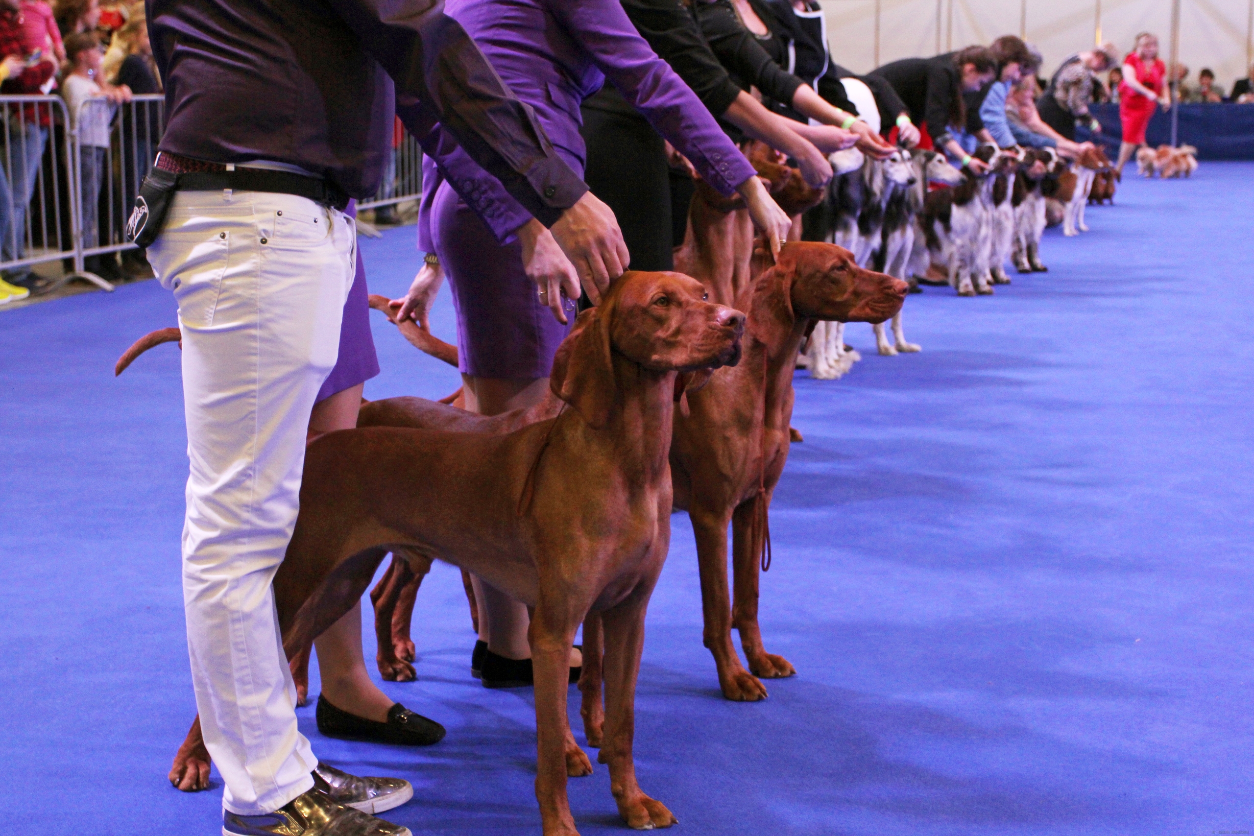 

Билеты на Город собак + Мир кошек (Экспофорум)