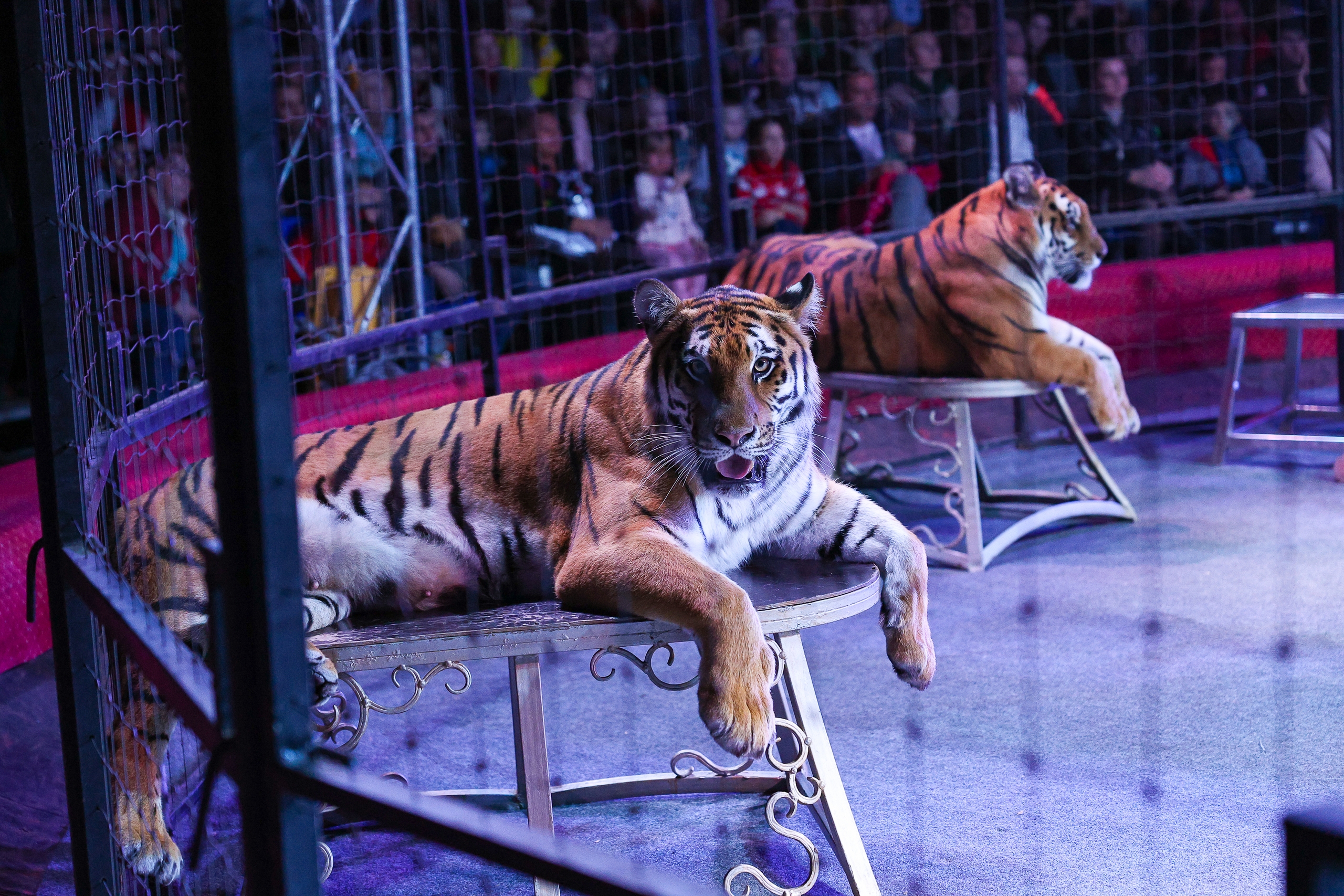 

Билеты на Цирк Мансуровых. Форсаж (Цирк-шапито братьев Мансуровых)