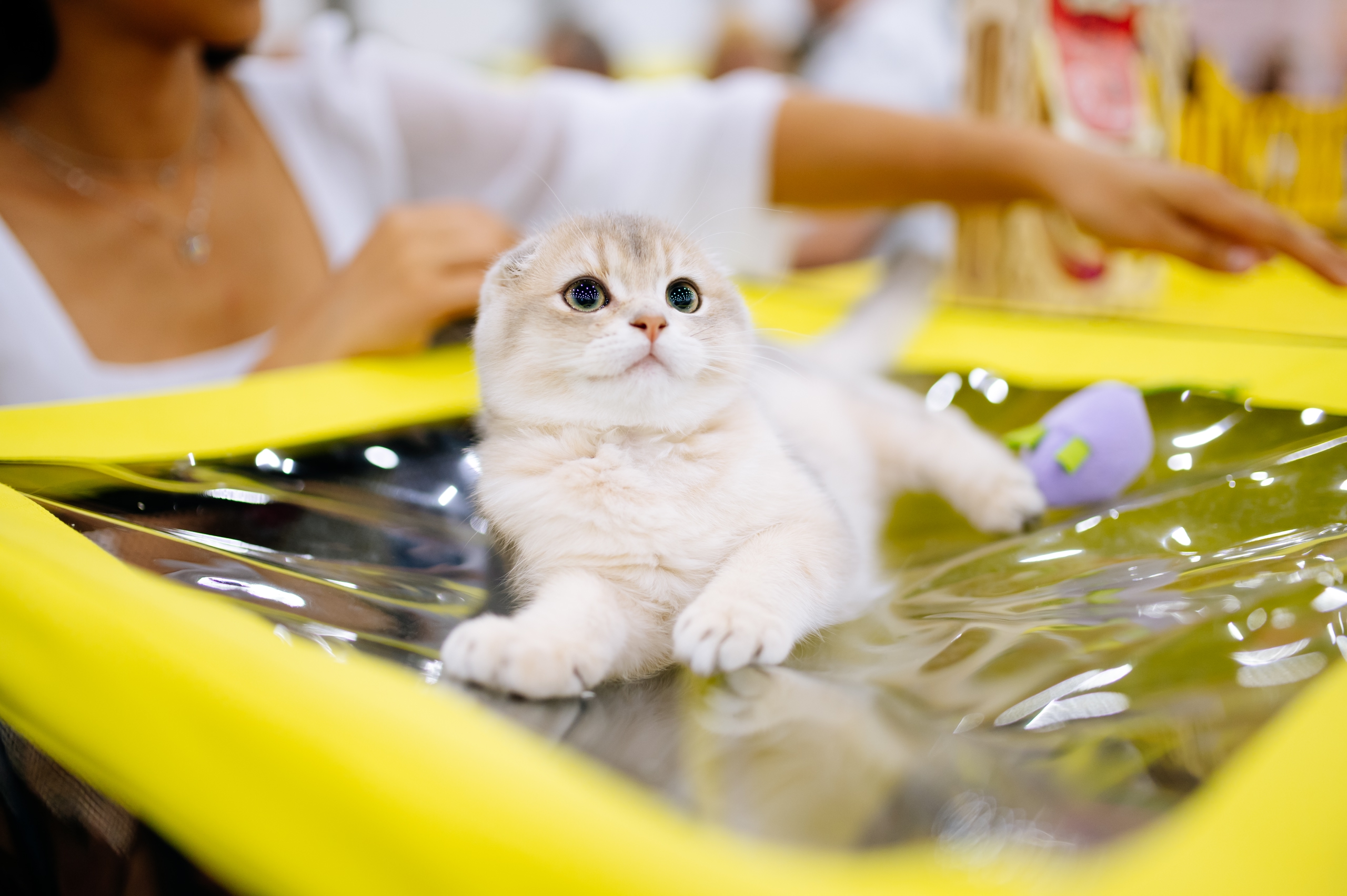 

Билеты на Город собак + Мир кошек (Design District DAA)