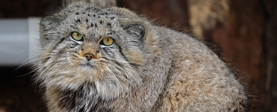 Ленинградский зоопарк