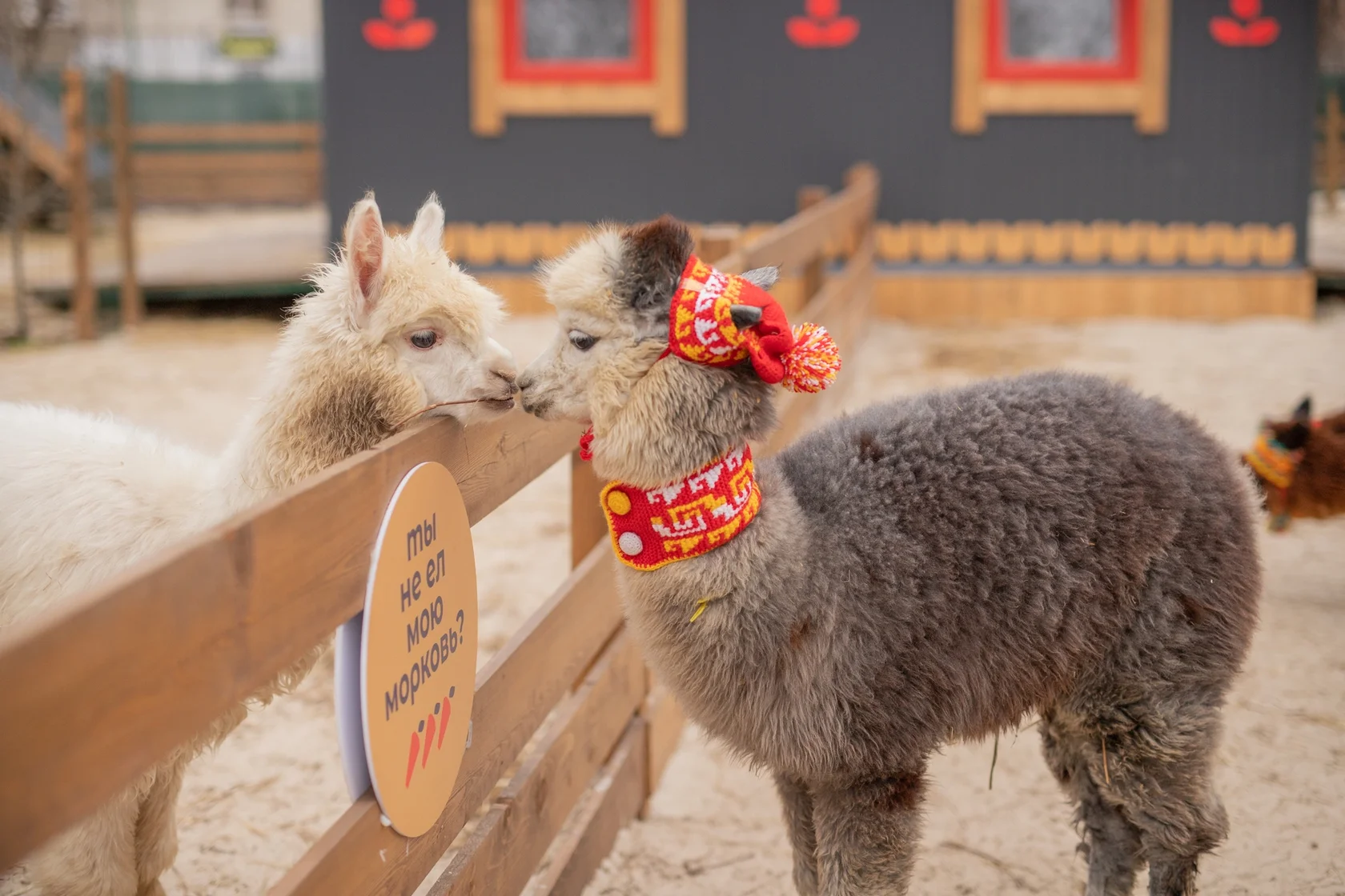 

Билеты на Экскурсия в будни в парк альпак «Пача мама» (Парк альпак «Пача мама»)