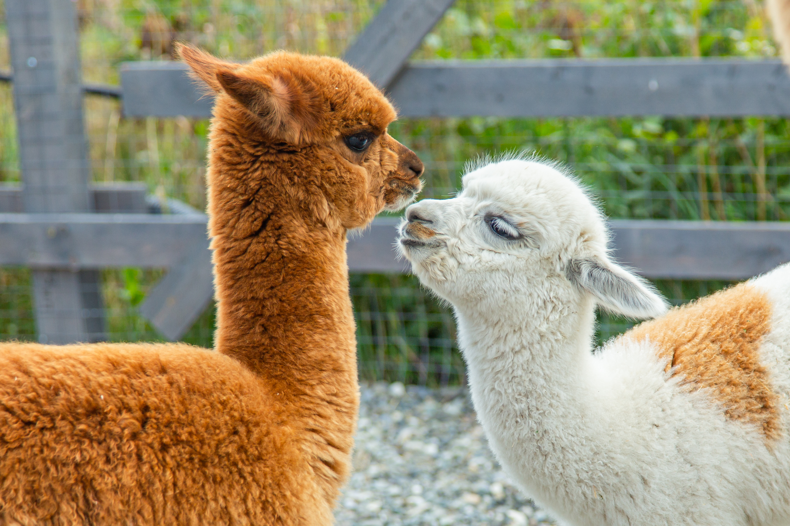 

Билеты на Экскурсия в парк альпак (Парк альпак «Пача мама»)