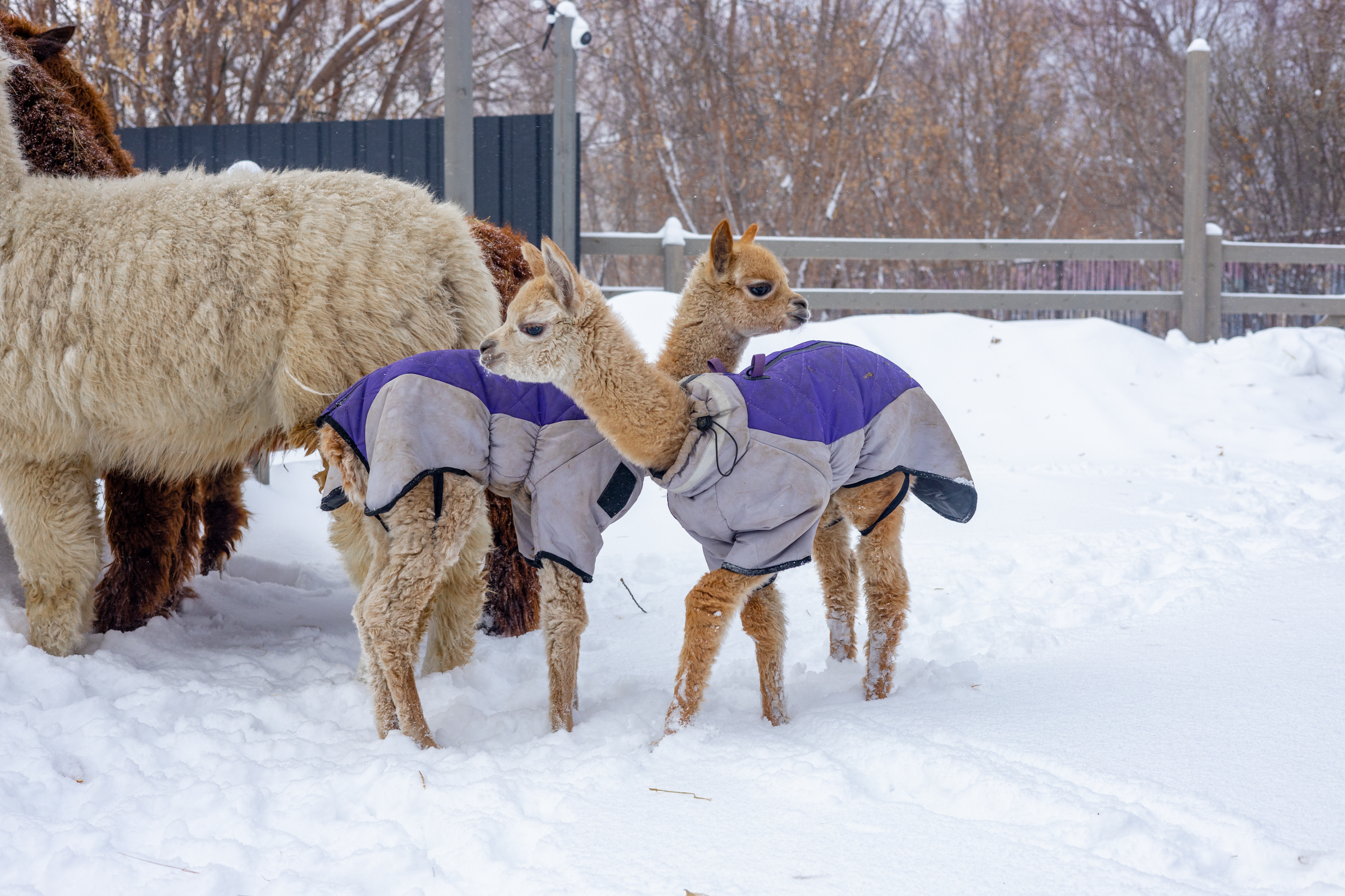 

Билеты на Пушистая Масленица (Парк альпак «Пача мама»)