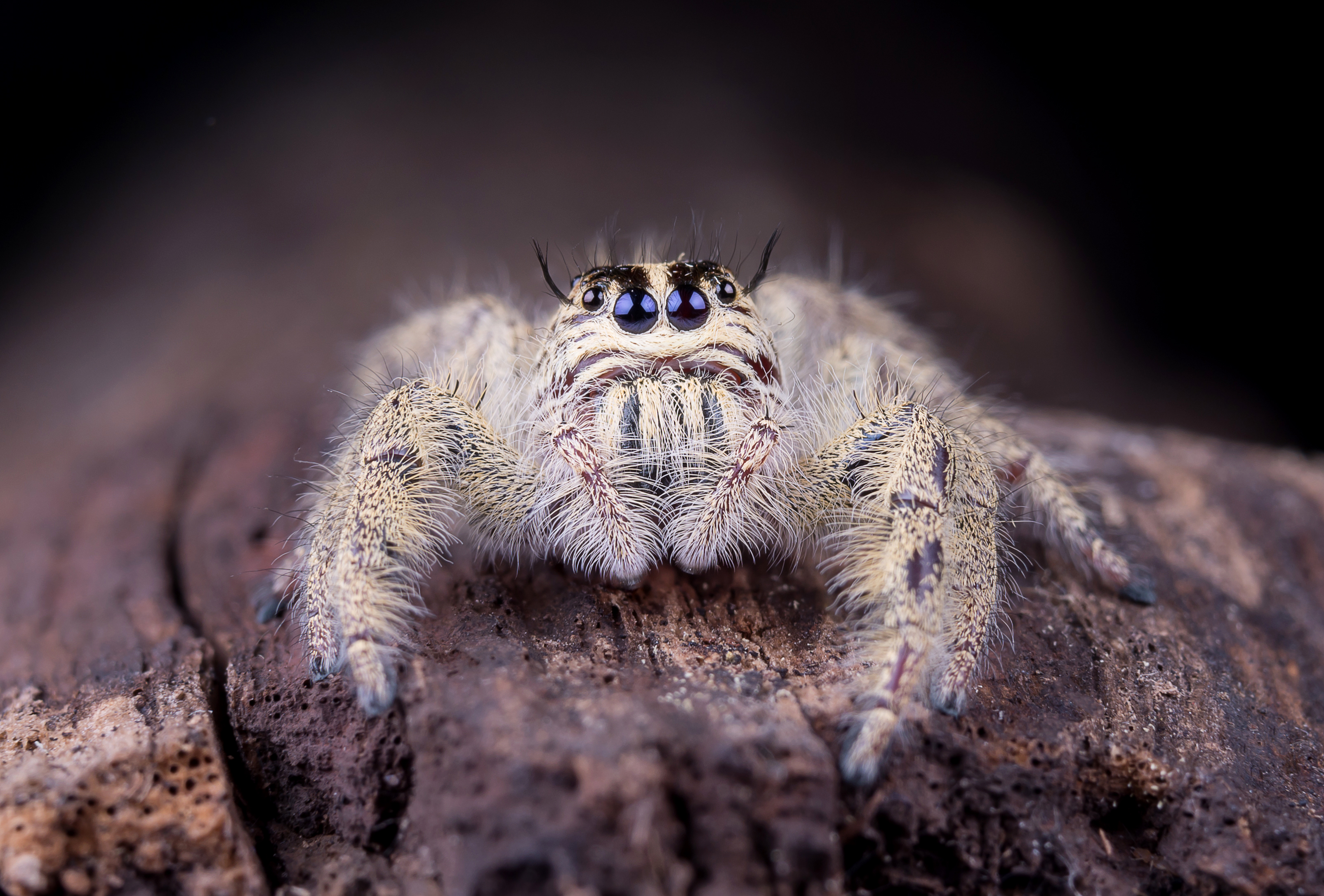 

Билеты на Членистоногие. Пауки, скорпионы, палочники и богомолы (Panteric)