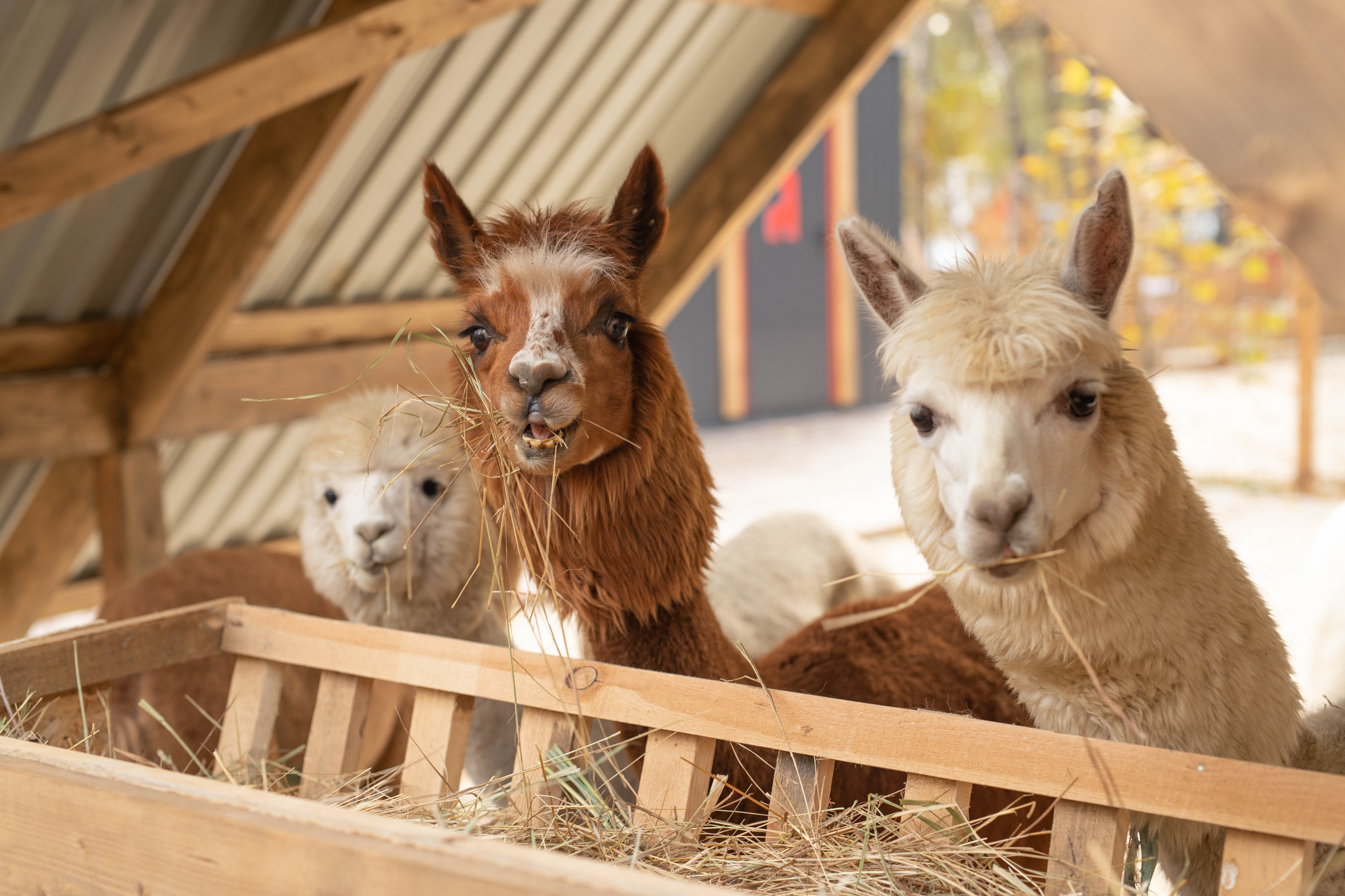 

Билеты на Экскурсия в выходные и праздники в парк альпак «Пача мама» (Парк альпак «Пача мама»)