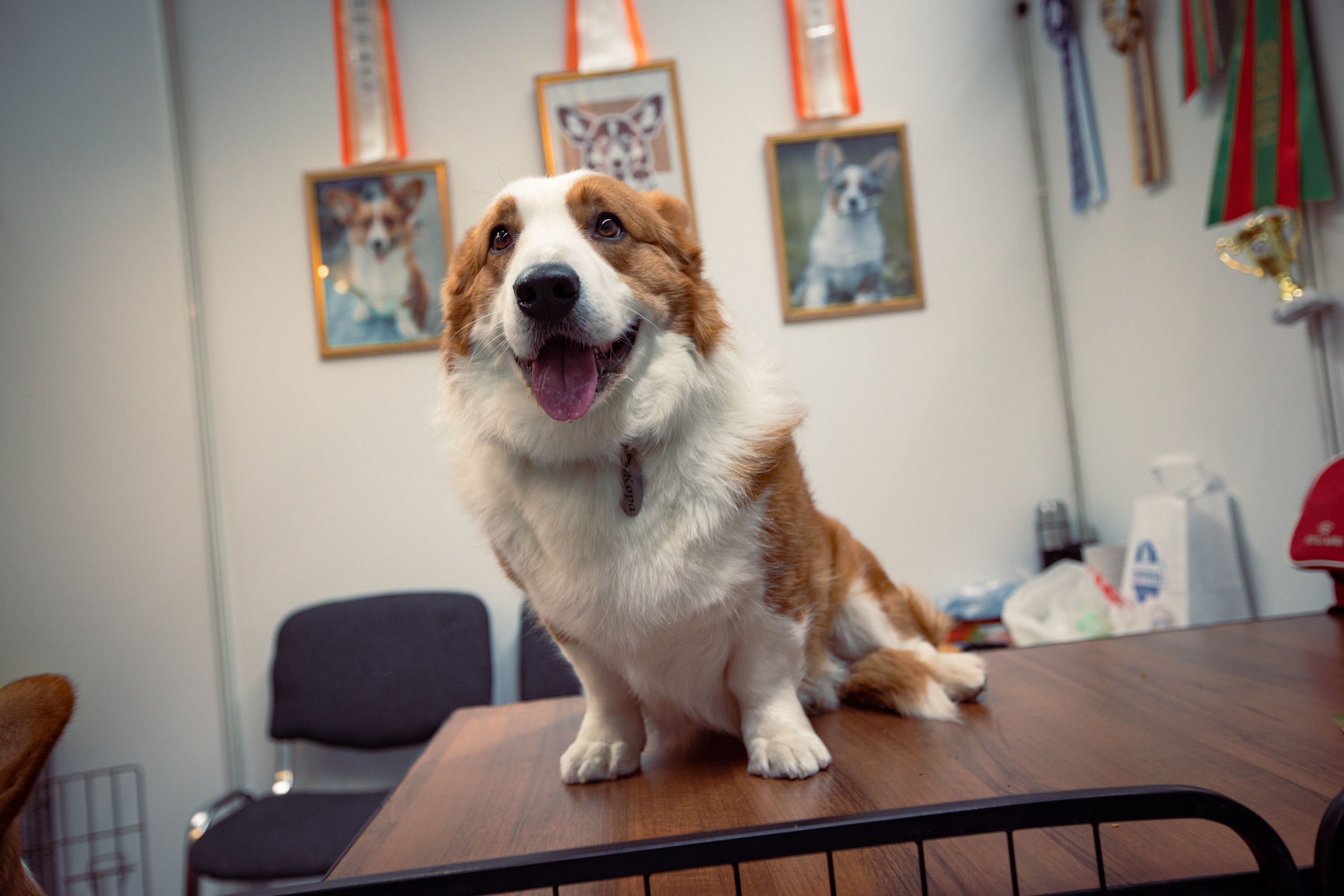 

Билеты на Гав-гав шоу (Пермь Экспо)