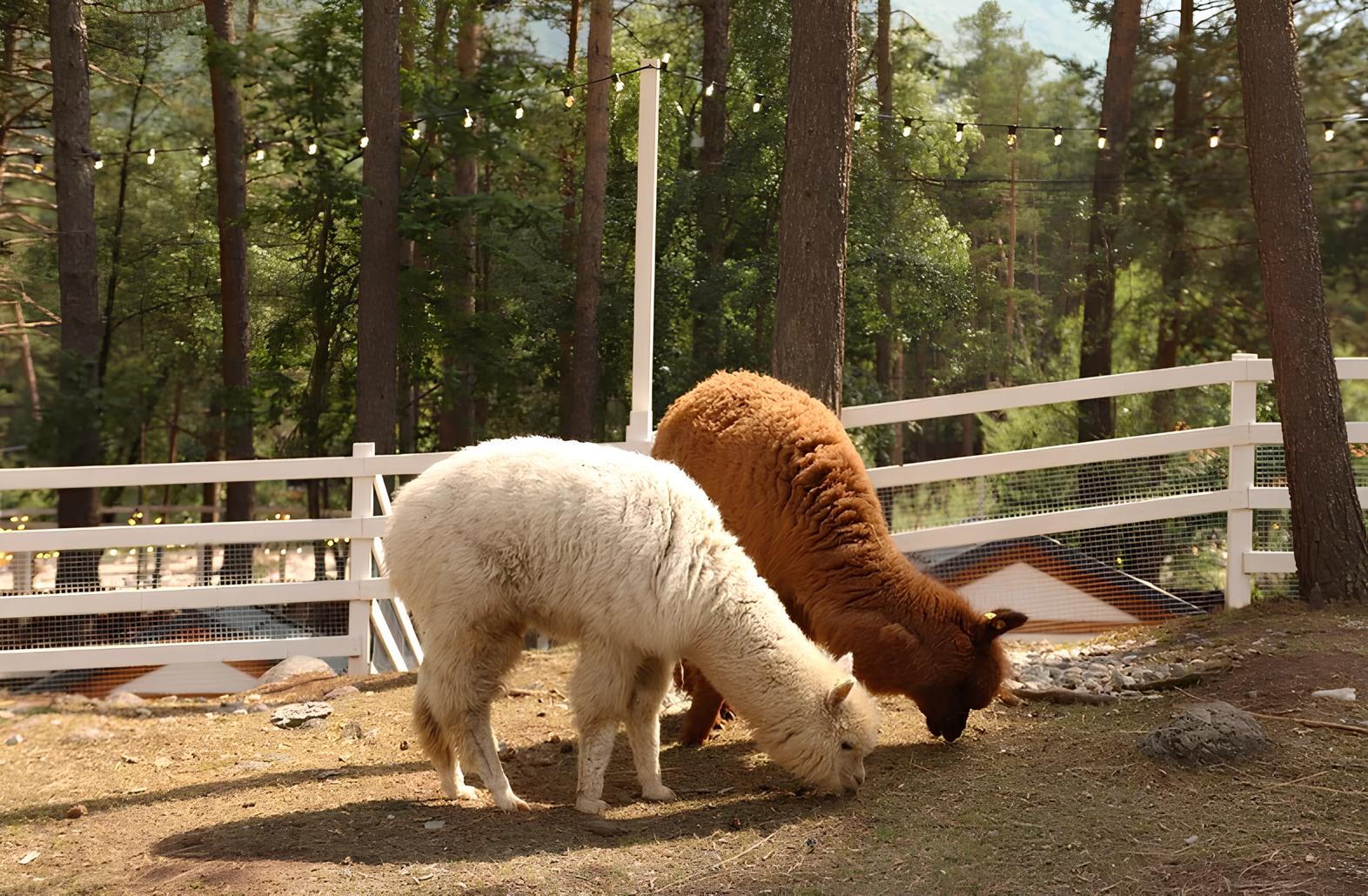 

Билеты на Посещение парка альпак «Симба» (Парк альпак «Симба»)