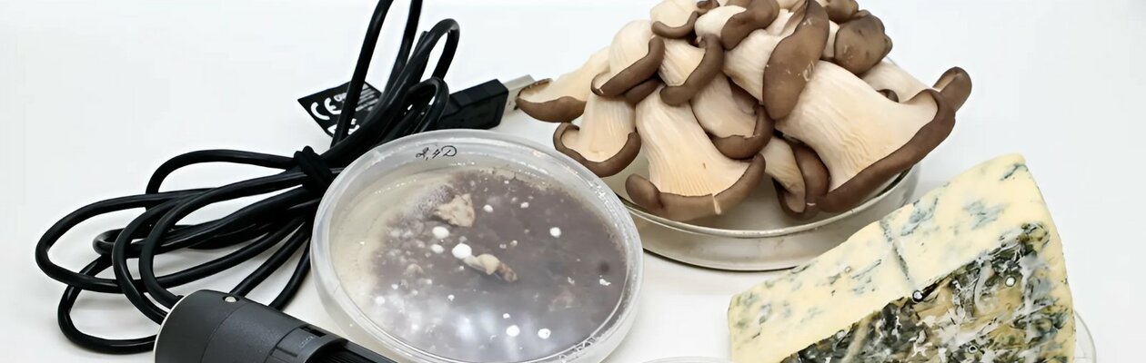 В царстве грибов