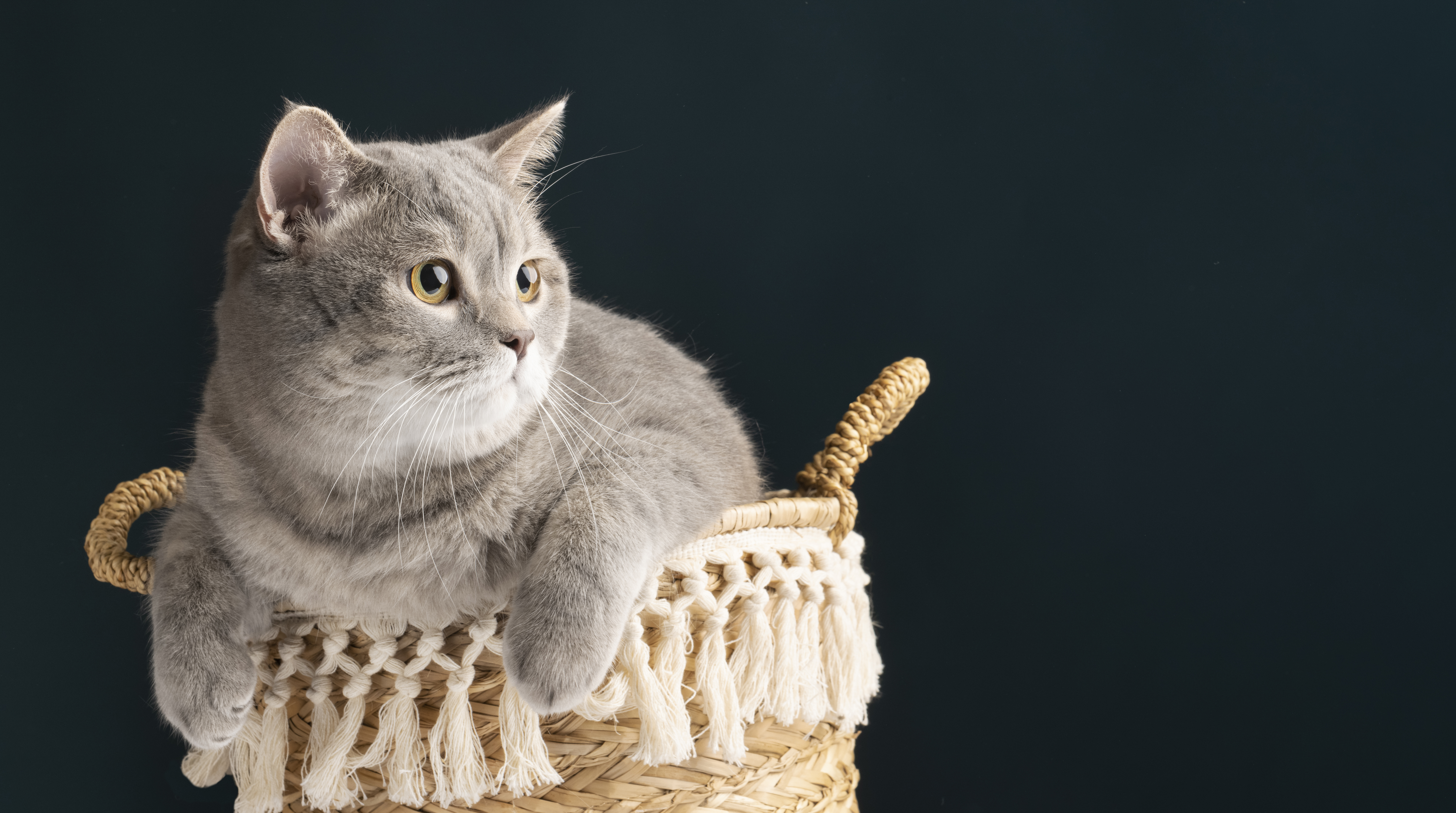 

Билеты на Мурлыкающие выходные (Цирк)