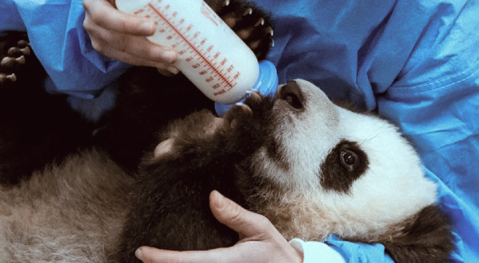 Ветеринария