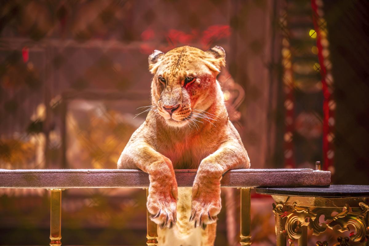 

Билеты на Новый год в Стране чудес (Цирк)