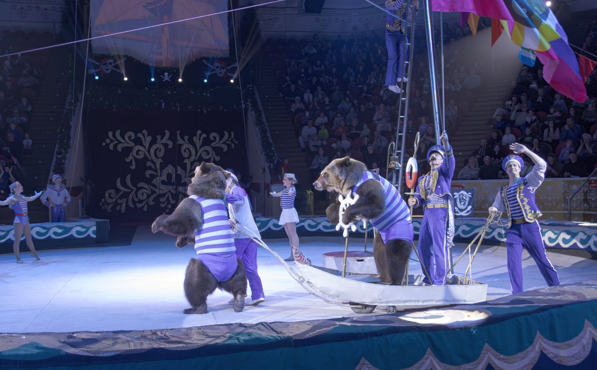 

Билеты на Новогодняя тайна пирата (Цирк)