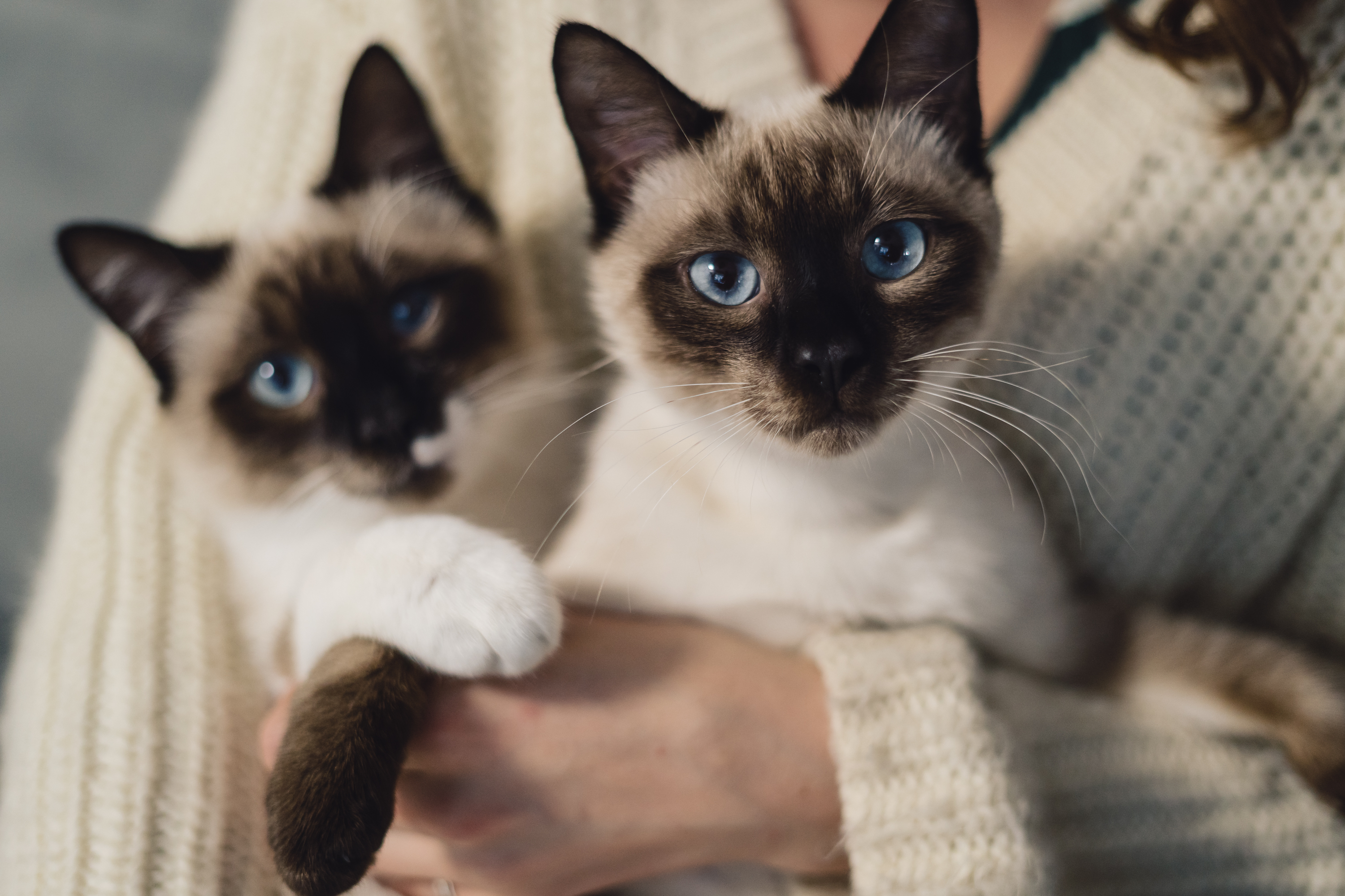 

Билеты на Выставка кошек «КотоЛандия» (Пермь Экспо)
