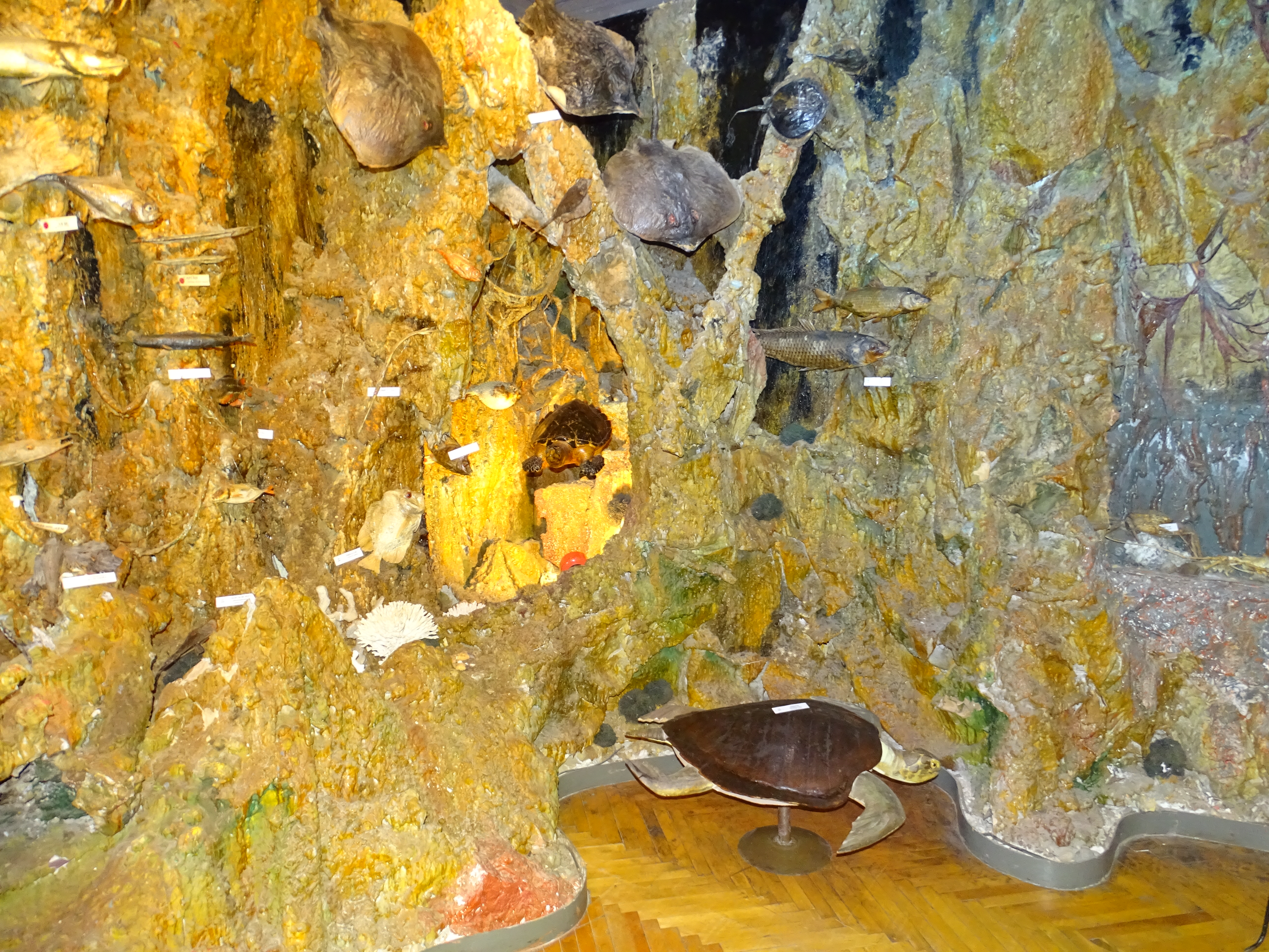 

Билеты на Подводный мир (Краеведческий музей)