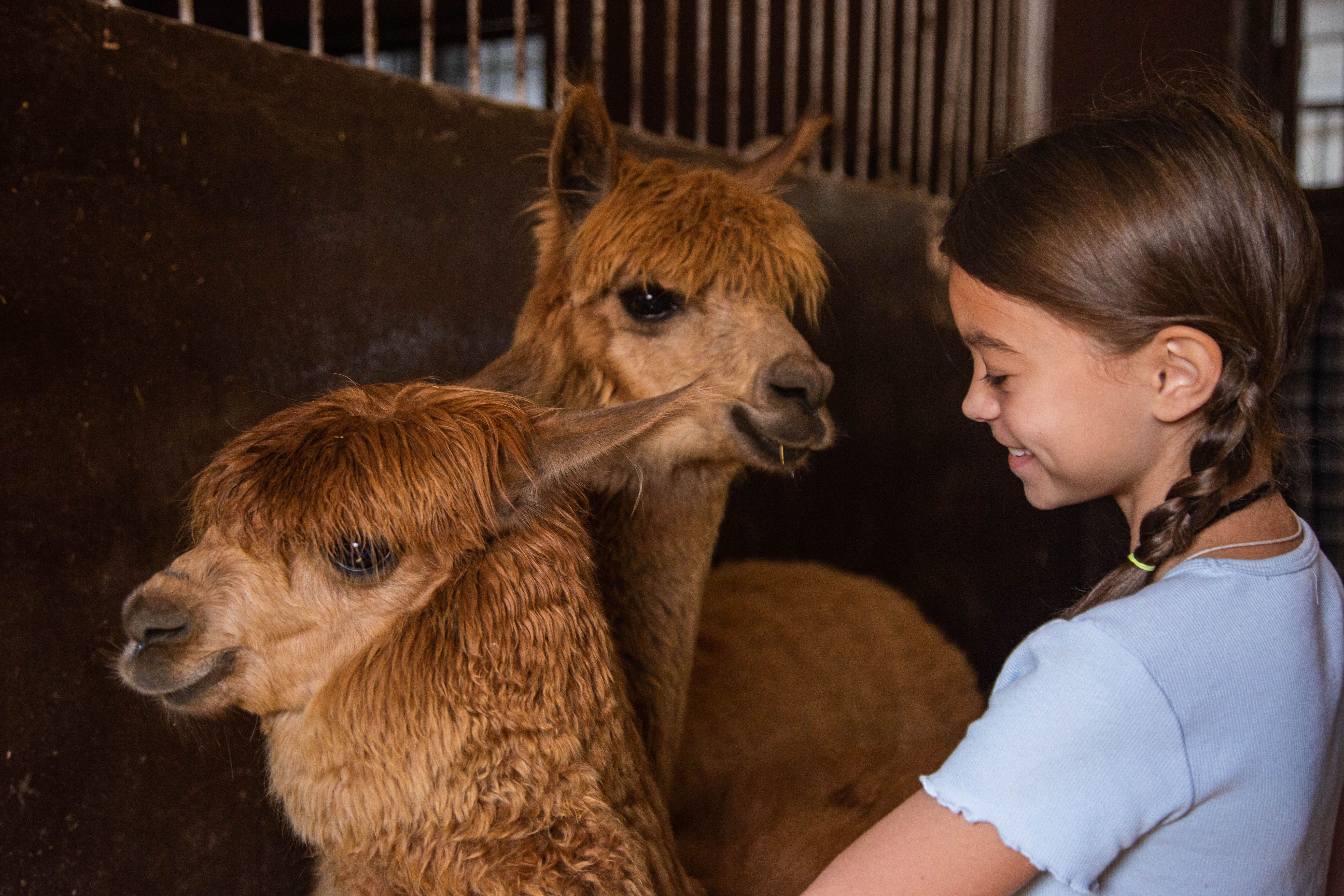 

Билеты на Бьюти-утро с альпаками в «Пача Мама» (Парк альпак «Пача мама» (Нижние Вязовые))