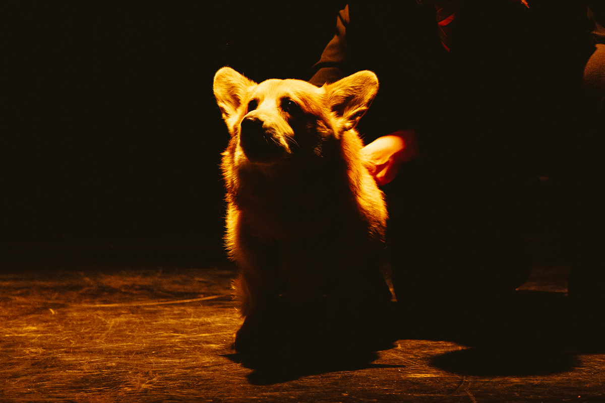 

Билеты на Верь своей собаке (Пространство «Внутри»)