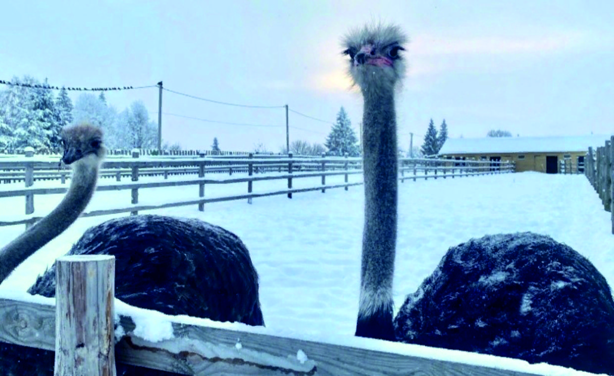 

Билеты на Новый год на ферме (Пермэнергосбыт)