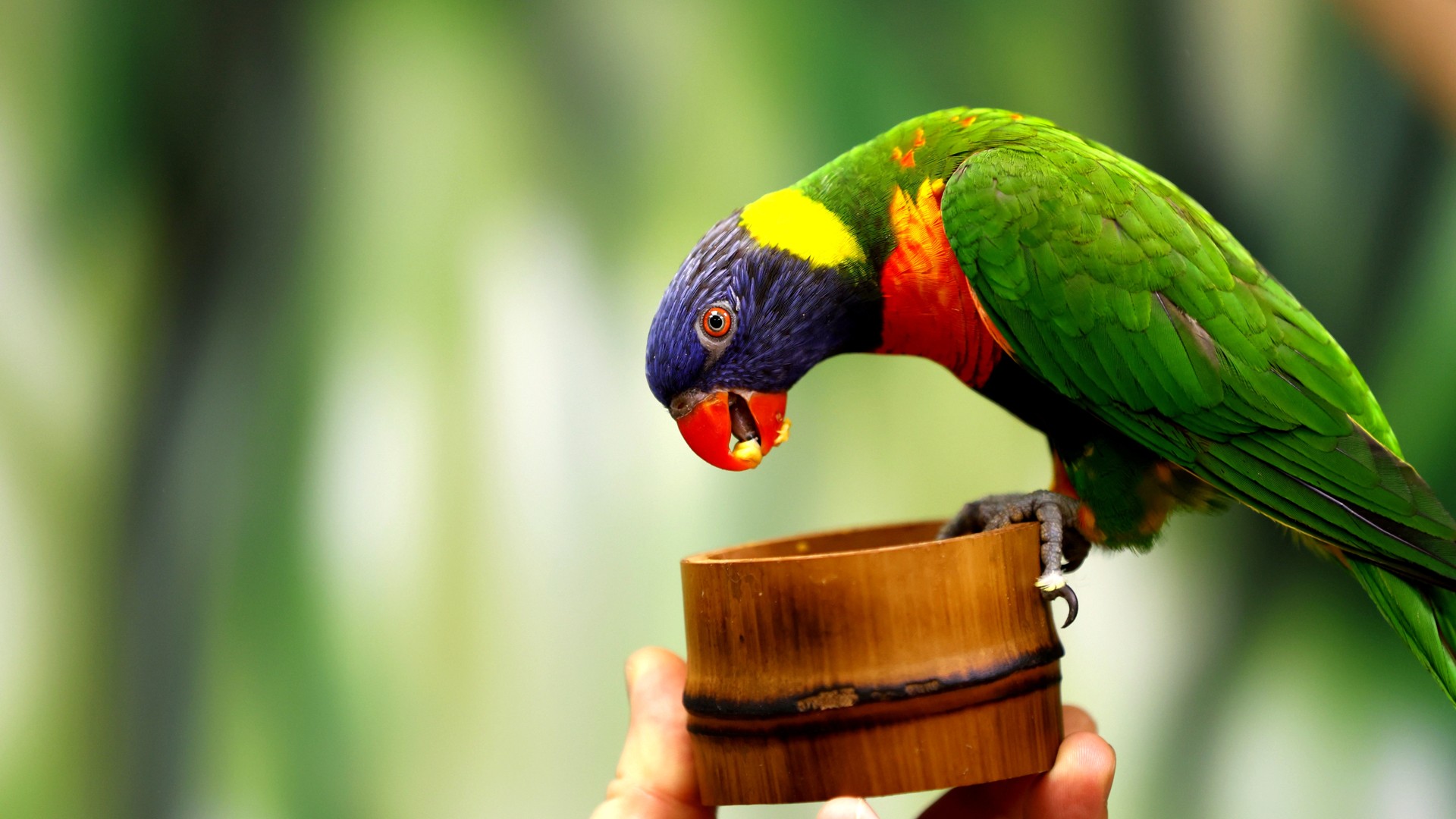 

Билеты на 101 попугай (101 попугай)