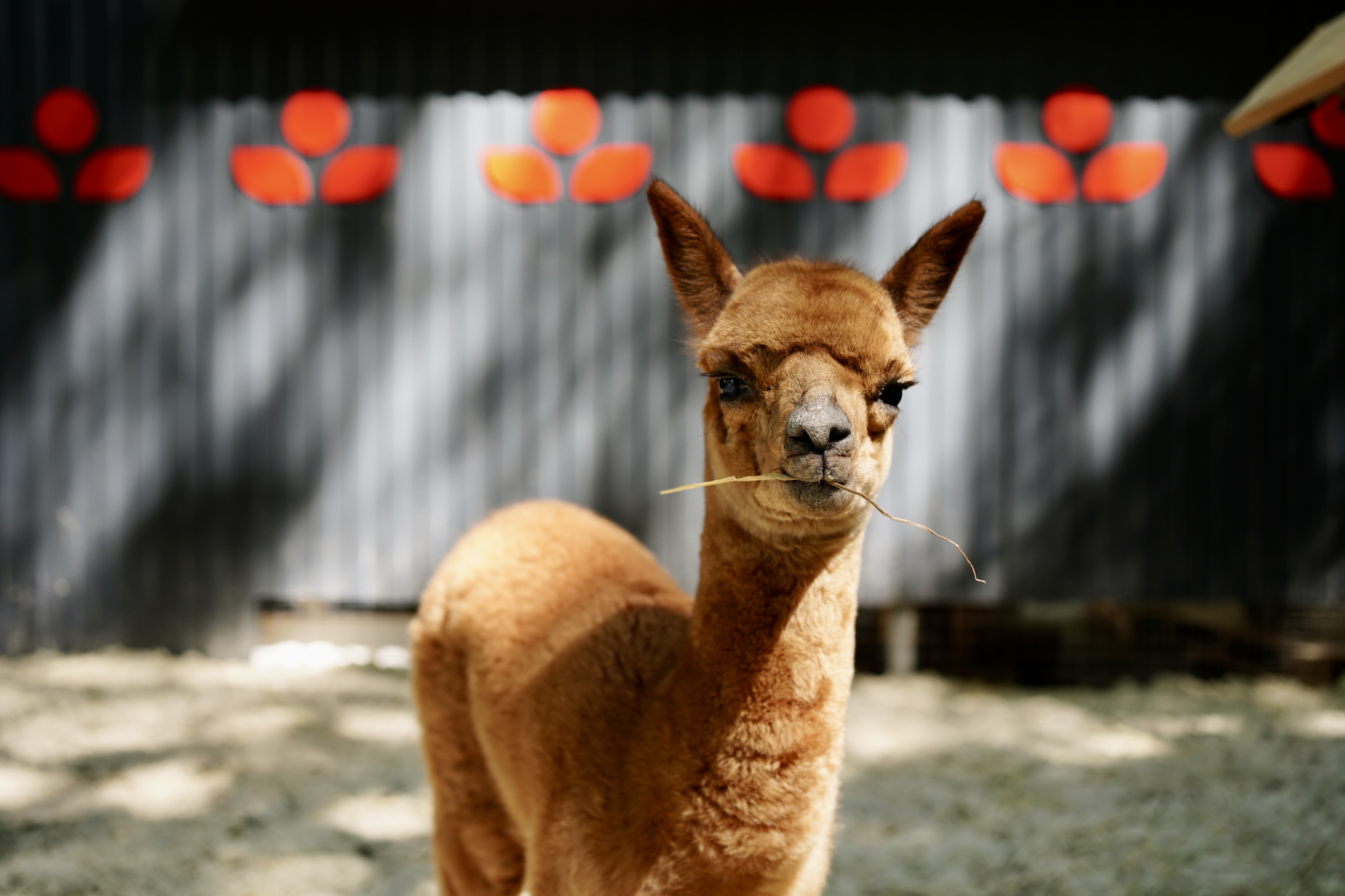 

Билеты на Бьюти-утро с альпаками в «Пача Мама» (Парк альпак «Пача мама»)