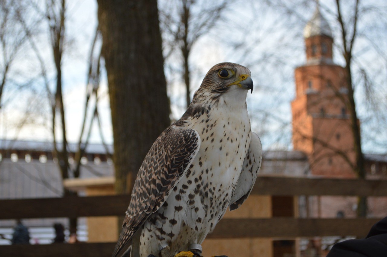 

Билеты на Соколиный двор (Соколиный двор)