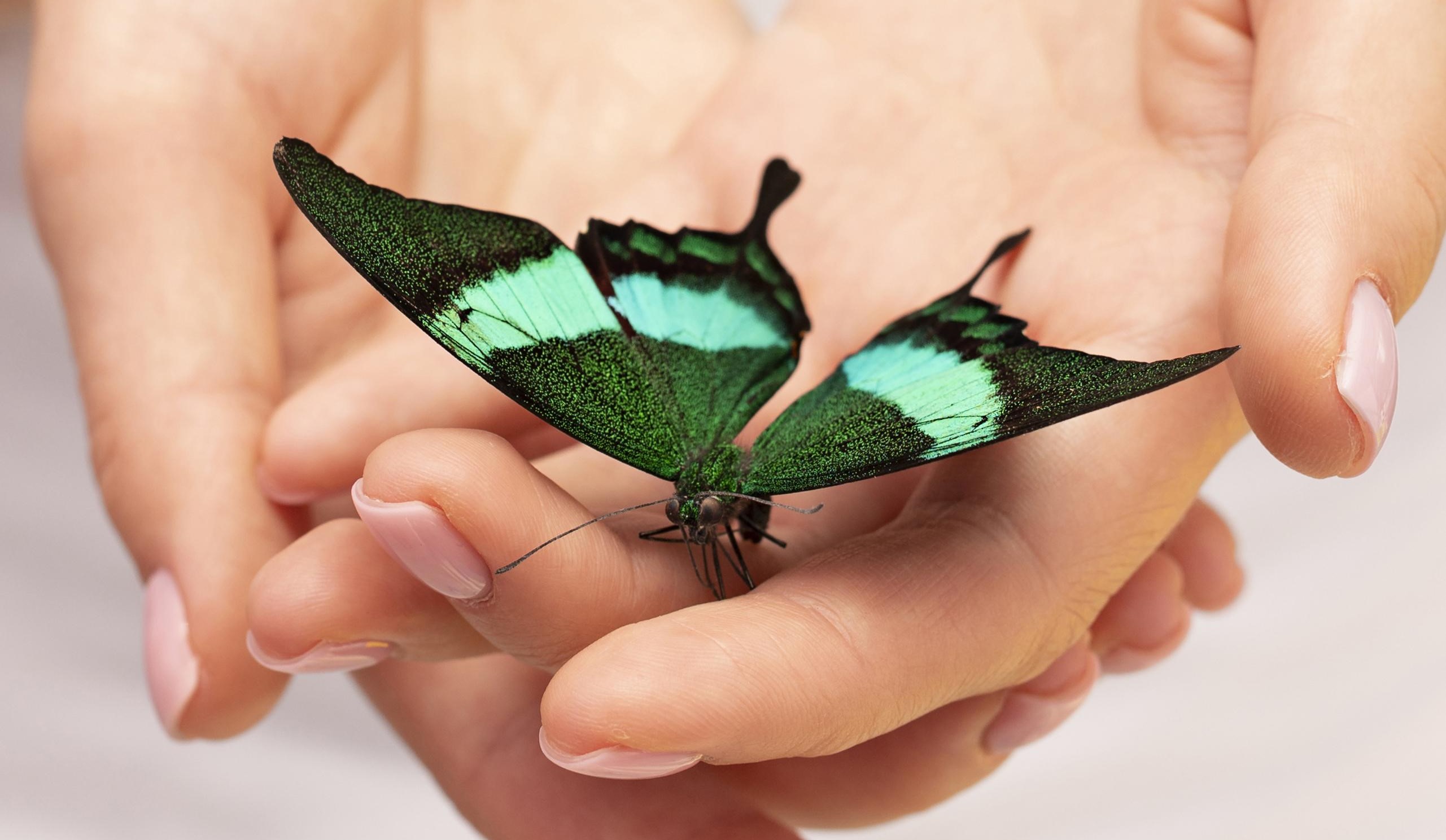 

Билеты на Мир бабочек живых (Мир бабочек живых)