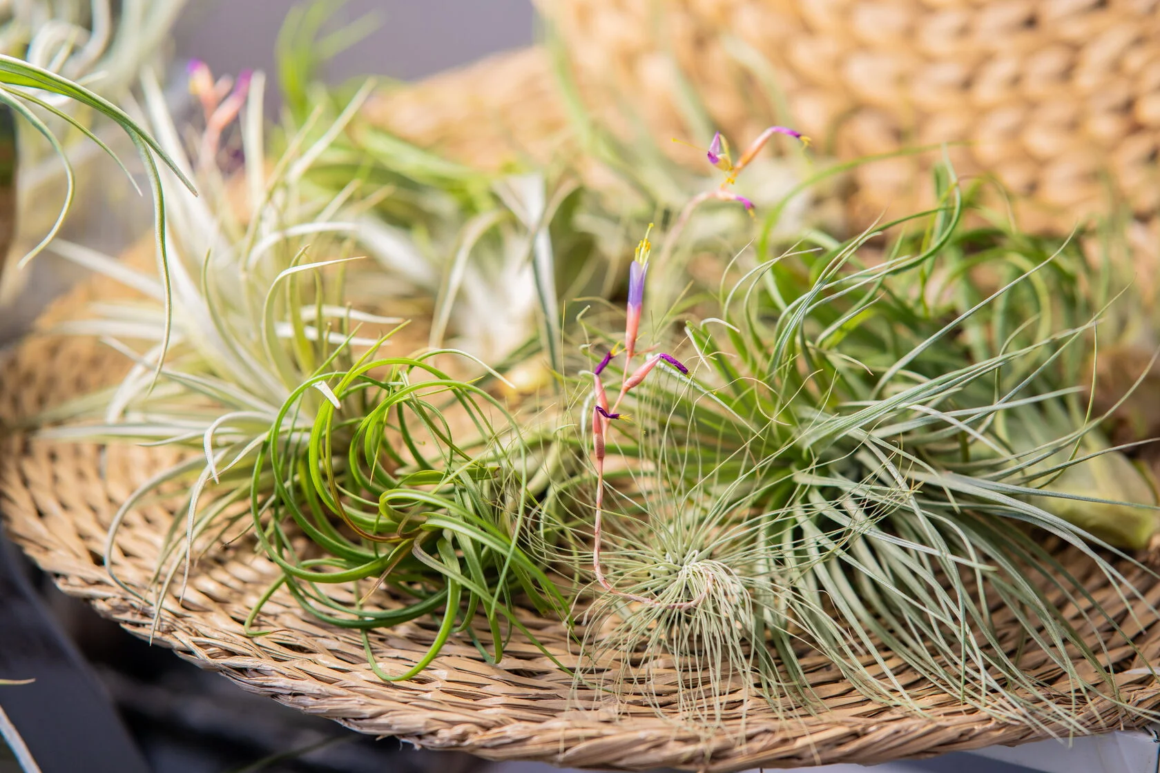 

Билеты на Flora Fest (Севкабель Порт)