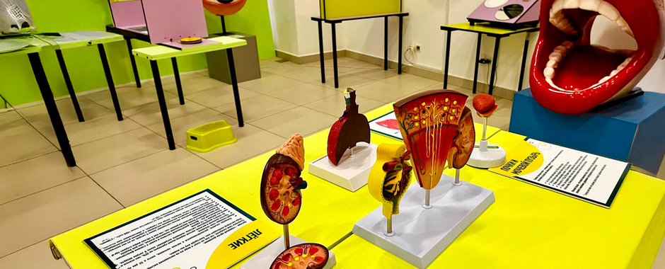 Анатомикум