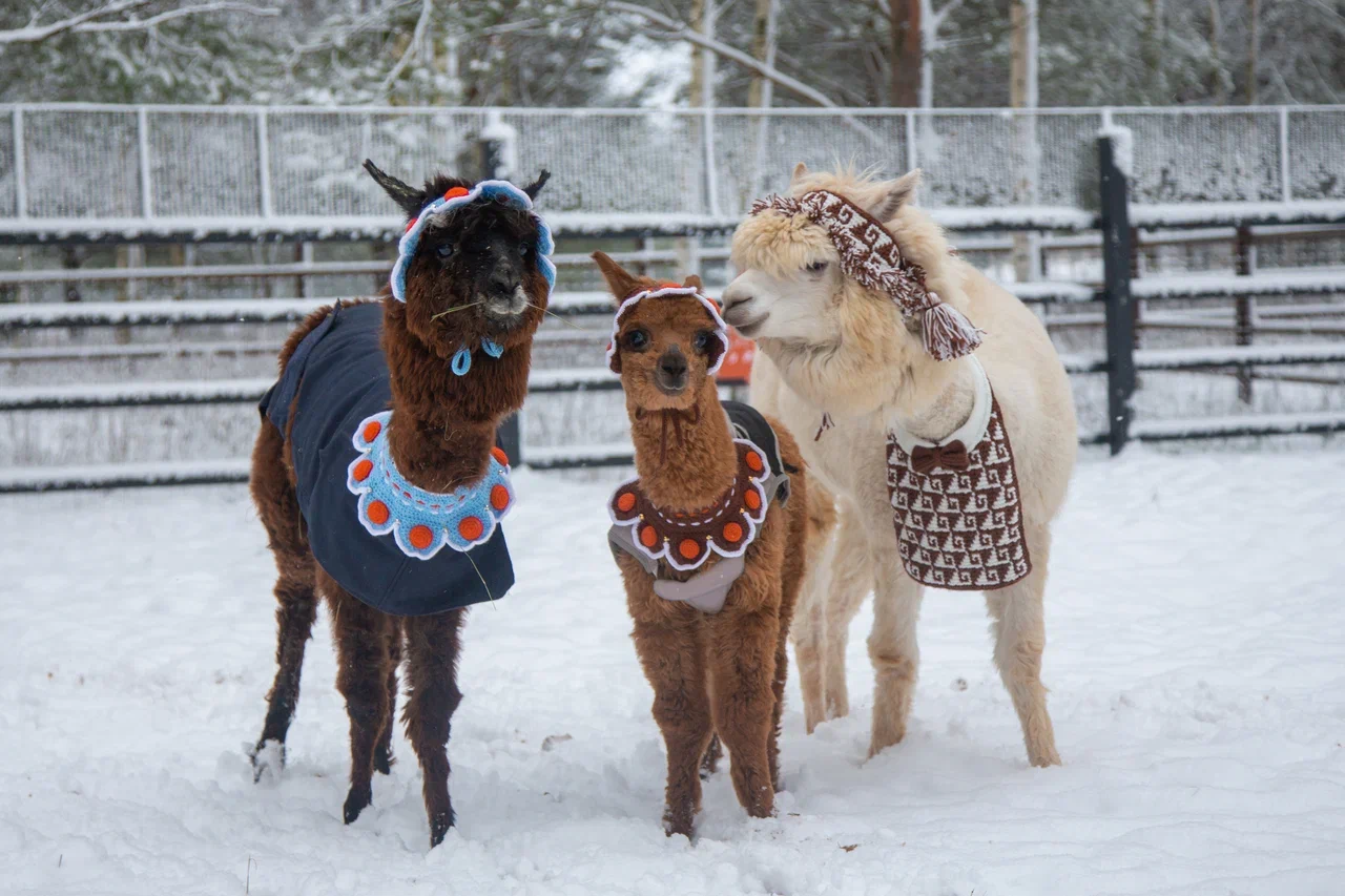 

Билеты на Экскурсия в парк альпак (Парк альпак «Пача мама» (Коприно))