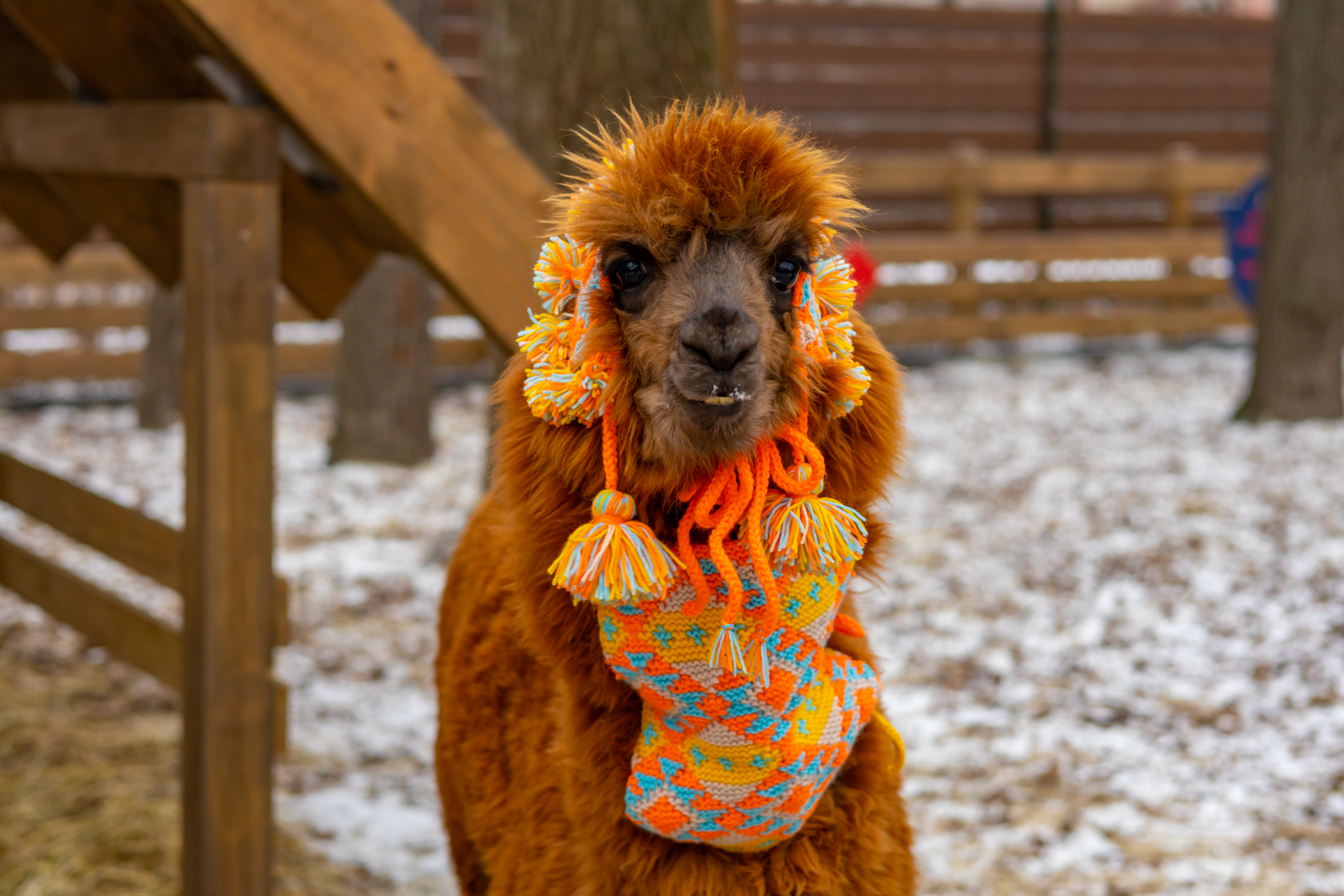 

Билеты на Экскурсия в выходные дни в парк альпак «Пача мама» (Парк альпак «Пача мама»)