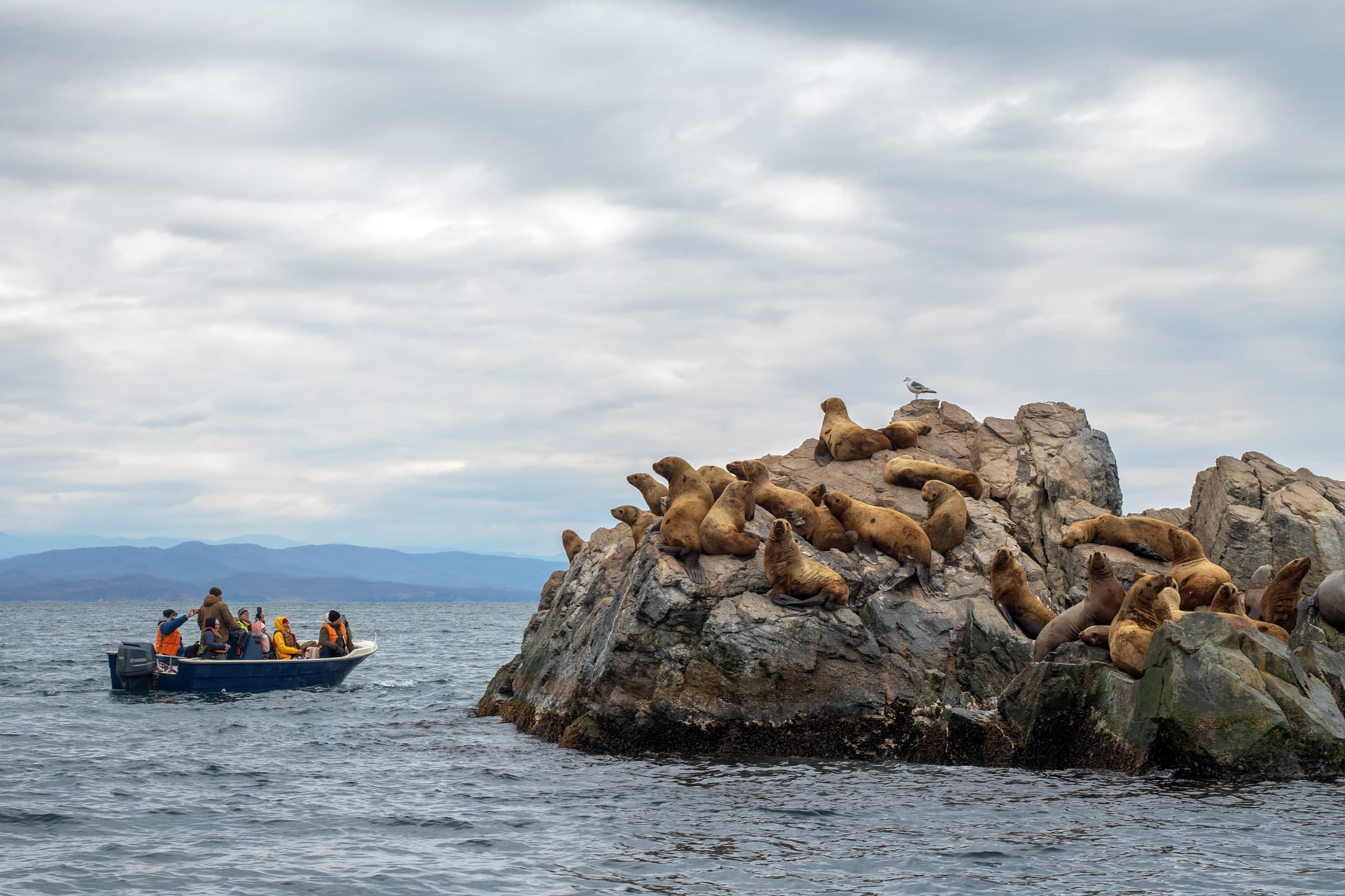 

Билеты на На остров Путятина: ларги и сивучи (Остров Путятина: ларги и сивучи)