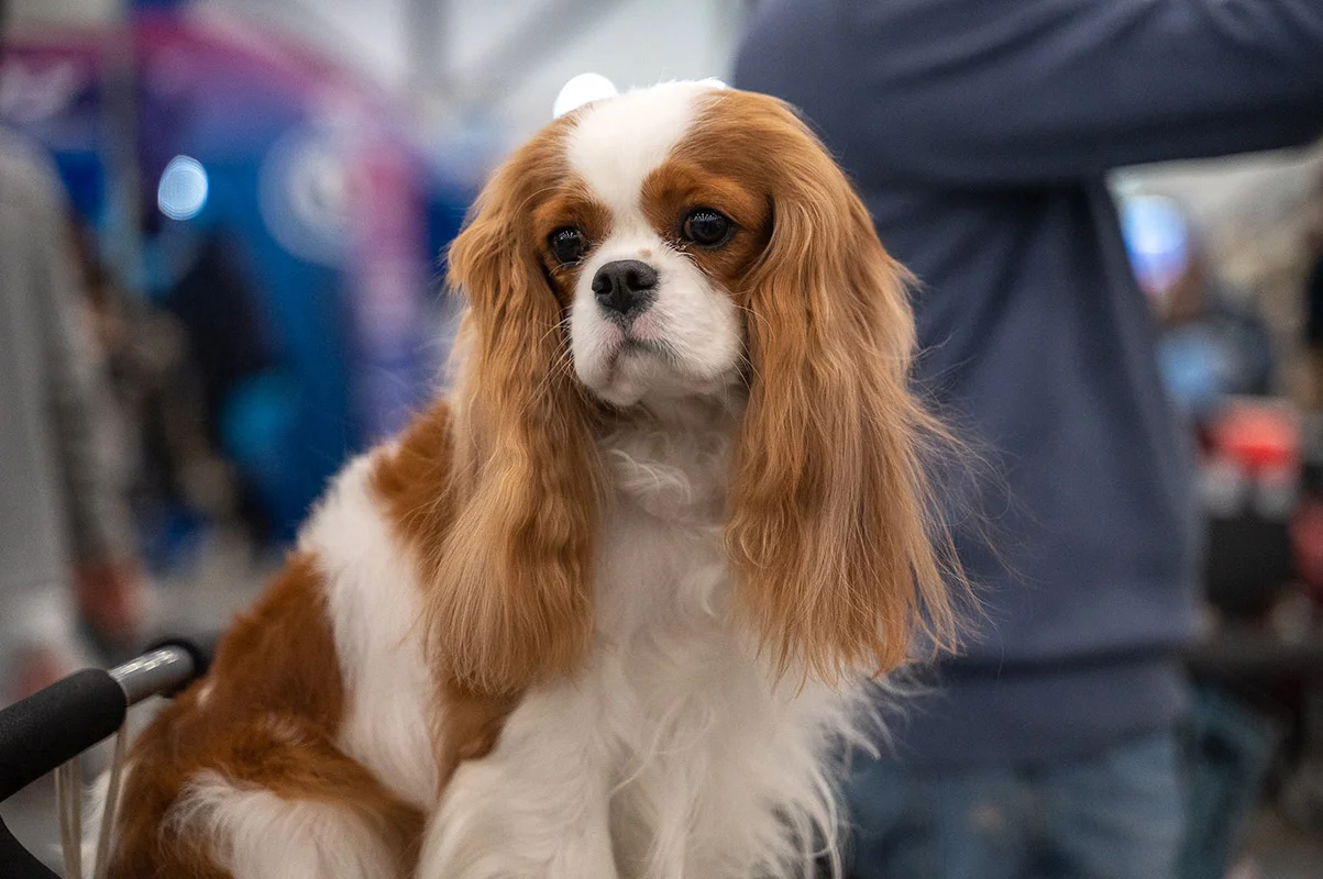 Афиша: Город собак. Весна 2026 в Санкте-Петербург 18 апреля 2026