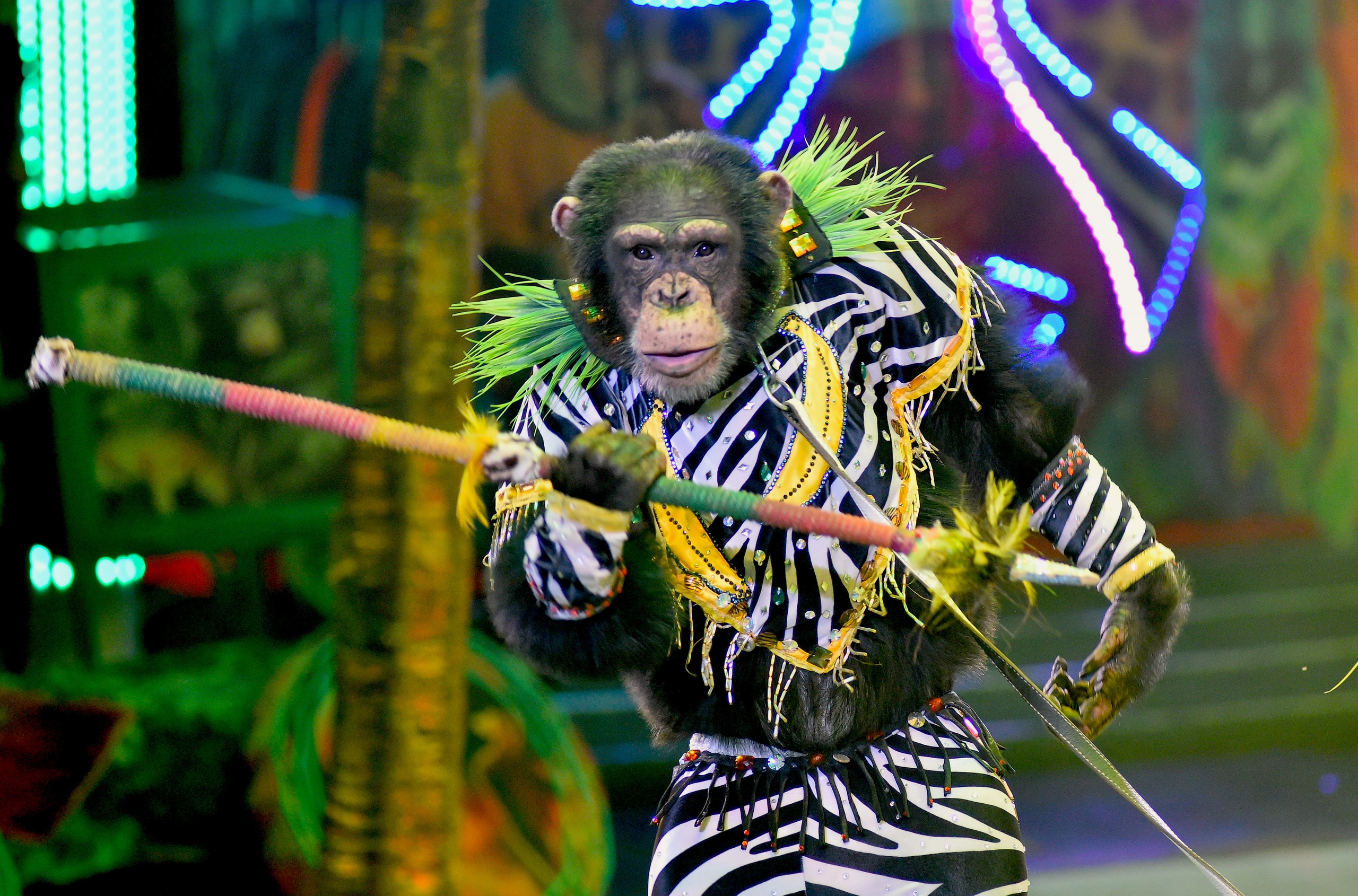 

Билеты на Жар-птица (Цирк)