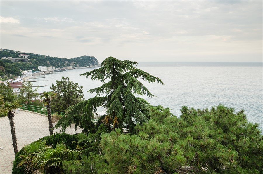 Фото Сосновая роща